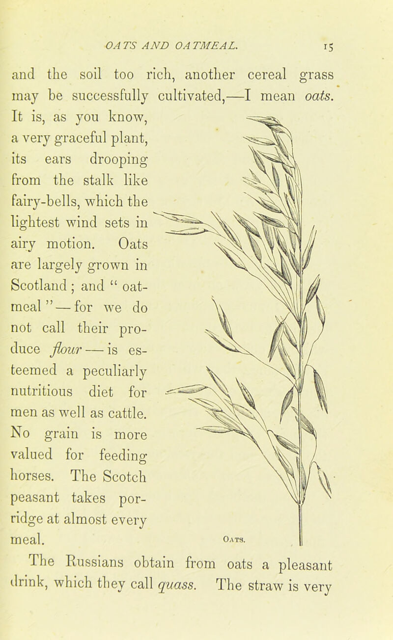 and the soil too rich, another cereal grass may be successfully cultivated,—I mean oats. It is, as you know, a very graceful plant, its ears drooping from the stalk like fairy-bells, which the lightest wind sets in airy motion. Oats are largely grown in Scotland ; and “ oat- meal ” — for we do not call their pro- duce flour — is es- teemed a peculiarly nutritious diet for men as well as cattle. No grain is more valued for feeding1 horses. The Scotch peasant takes por- ridge at almost every meal. The Russians obtain from oats a pleasant drink, which they call quass. The straw is very Oats.