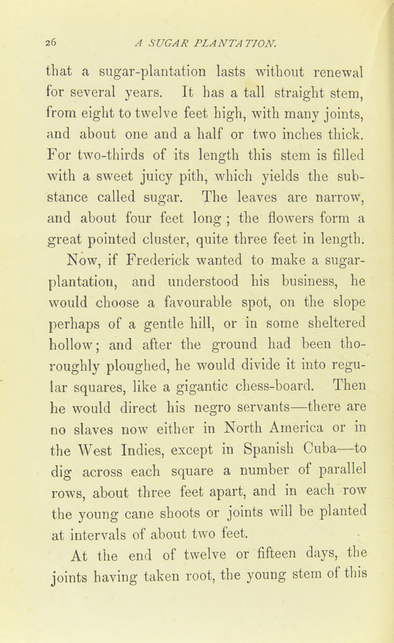 that a sugar-plantation lasts without renewal for several years. It has a tall straight stem, from eight to twelve feet high, with many joints, and about one and a half or two inches thick. For two-thirds of its length this stem is filled with a sweet juicy pith, which yields the sub- stance called sugar. The leaves are narrow, and about four feet long ; the flowers form a great pointed cluster, quite three feet in length. Now, if Frederick wanted to make a sugar- plantation, and understood his business, he would choose a favourable spot, on the slope perhaps of a gentle hill, or in some sheltered hollow; and after the ground had been tho- roughly ploughed, he would divide it into regu- lar squares, like a gigantic chess-board. Then he would direct his negro servants—there are no slaves now either in North America or in the West Indies, except in Spanish Cuba—to dig across each square a number of parallel rows, about three feet apart, and in each row the young cane shoots or joints will be planted at intervals of about two feet. At the end of twelve or fifteen days, the joints having taken root, the young stem of this