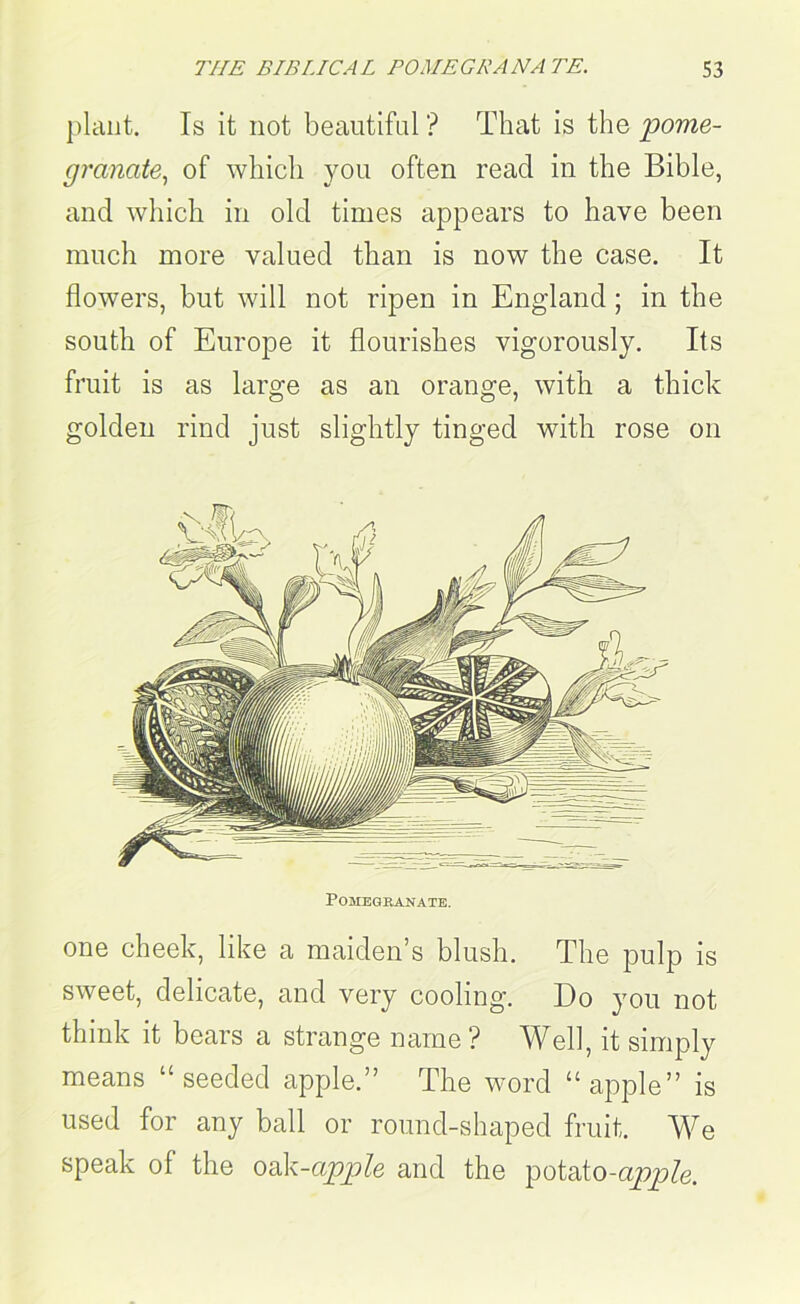 plant. Is it not beautiful ? That is the 'pome- granate!, of which you often read in the Bible, and which in old times appears to have been much more valued than is now the case. It flowers, but will not ripen in England ; in the south of Europe it flourishes vigorously. Its fruit is as large as an orange, with a thick golden rind just slightly tinged with rose on Pomegranate. one cheek, like a maiden’s blush. The pulp is sweet, delicate, and very cooling. Do you not think it bears a strange name? Well, it simply means “seeded apple.” The word “apple” is used for any ball or round-shaped fruit. We speak of the o^k-apple and the potato-apple.