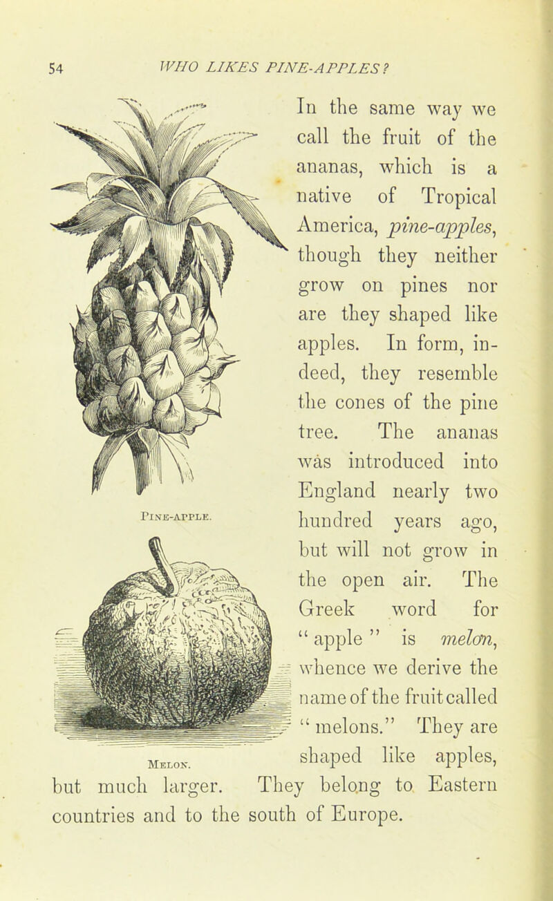 In the same way we call the fruit of the ananas, which is a native of Tropical America, pine-apples, though they neither grow on pines nor are they shaped like apples. In form, in- deed, they resemble the cones of the pine tree. The ananas was introduced into England nearly two hundred years ago, but will not grow in the open air. The Greek word for “ apple ” is melon, whence we derive the name of the fruit called “ melons.” They are shaped like apples, They belong to Eastern countries and to the south of Europe. PlNJB-ArPLE. Melon. but much larger