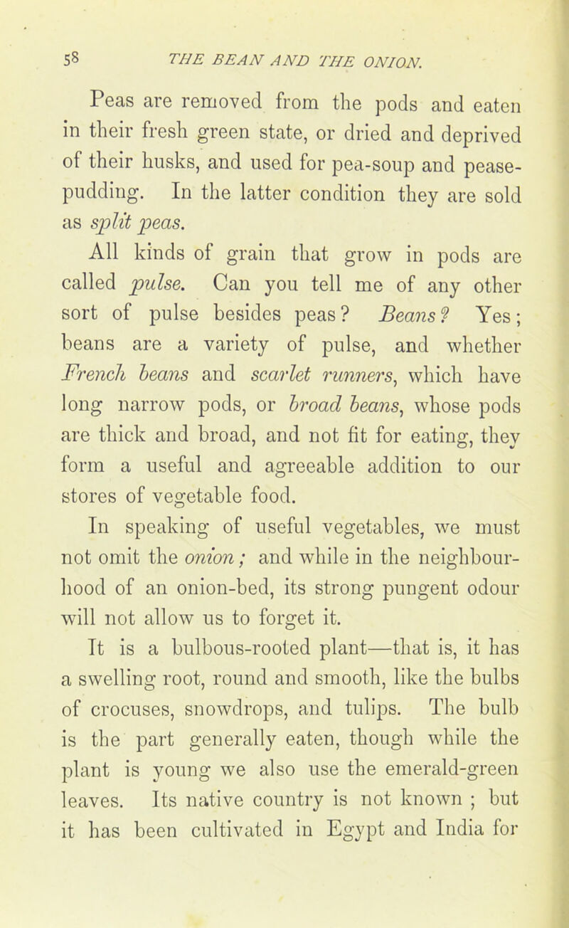 Peas are removed from the pods and eaten in their fresh green state, or dried and deprived of their husks, and used for pea-soup and pease- pudding. In the latter condition they are sold as split peas. All kinds of grain that grow in pods are called pulse. Can you tell me of any other sort of pulse besides peas? Beans? Yes; beans are a variety of pulse, and whether French beans and scarlet runners, which have long narrow pods, or broacl beans, whose pods are thick and broad, and not fit for eating, they form a useful and agreeable addition to our stores of vegetable food. In speaking of useful vegetables, we must not omit the onion; and while in the neighbour- hood of an onion-bed, its strong pungent odour will not allow us to forget it. It is a bulbous-rooted plant—that is, it has a swelling root, round and smooth, like the bulbs of crocuses, snowdrops, and tulips. The bulb is the part generally eaten, though while the plant is young we also use the emerald-green leaves. Its native country is not known ; but it has been cultivated in Egypt and India for