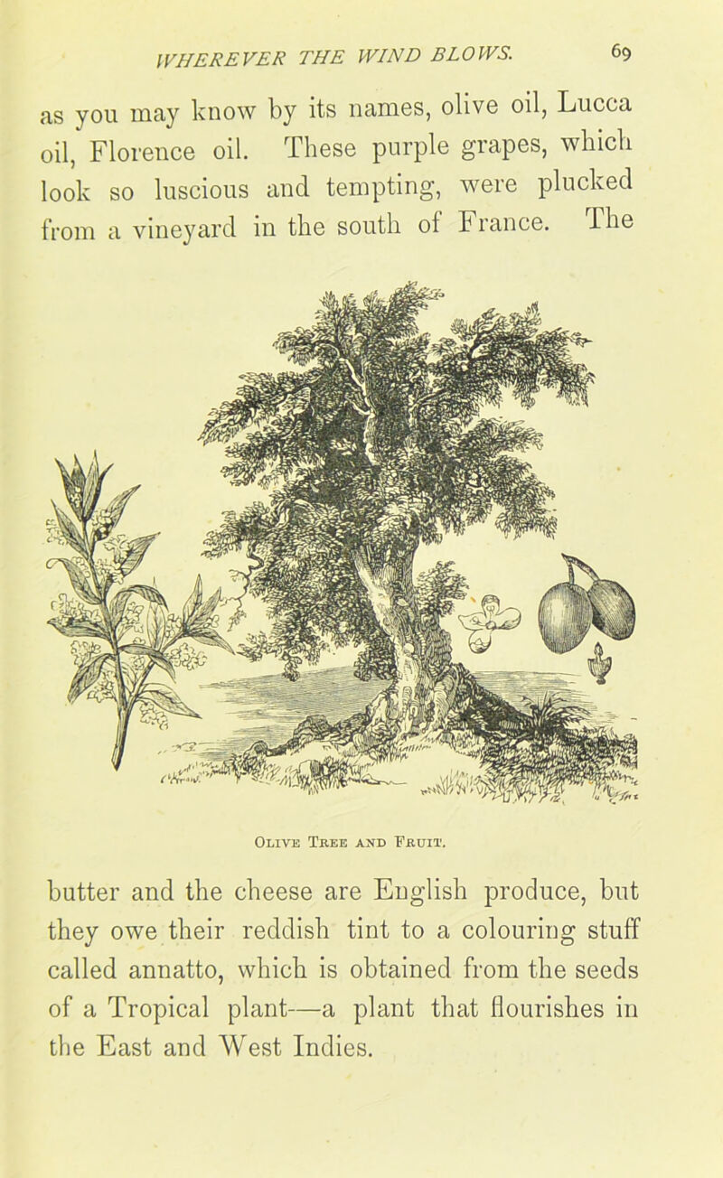 as you may know by its names, olive oil, Lucca oil, Florence oil. These purple grapes, which look so luscious and tempting, were plucked from a vineyard in the south ol France. The Olive Tree and Fruit. butter and the cheese are English produce, but they owe their reddish tint to a colouring stuff called annatto, which is obtained from the seeds of a Tropical plant—a plant that flourishes in the East and West Indies.