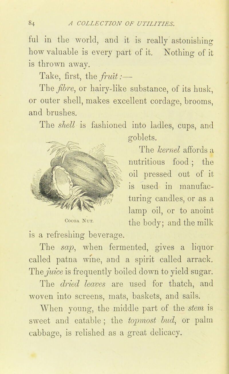 fill in tlie world, and it is really astonishing how valuable is every part of it. Nothing of it is thrown away. Take, first, the fruit:— The fibre, or hairy-like substance, of its husk, or outer shell, makes excellent cordage, brooms, and brushes. The shell is fashioned into ladles, cups, and goblets. The kernel affords a nutritious food ; the oil pressed out of it is used in manufac- turing candles, or as a lamp oil, or to anoint the body; and the milk is a refreshing beverage. The sap, when fermented, gives a liquor called patna wine, and a spirit called arrack. Thq juice is frequently boiled down to yield sugar. The dried leaves are used for thatch, and woven into screens, mats, baskets, and sails. When young, the middle part of the stem is sweet and eatable ; the topmost bud, or palm cabbage, is relished as a great delicacy.