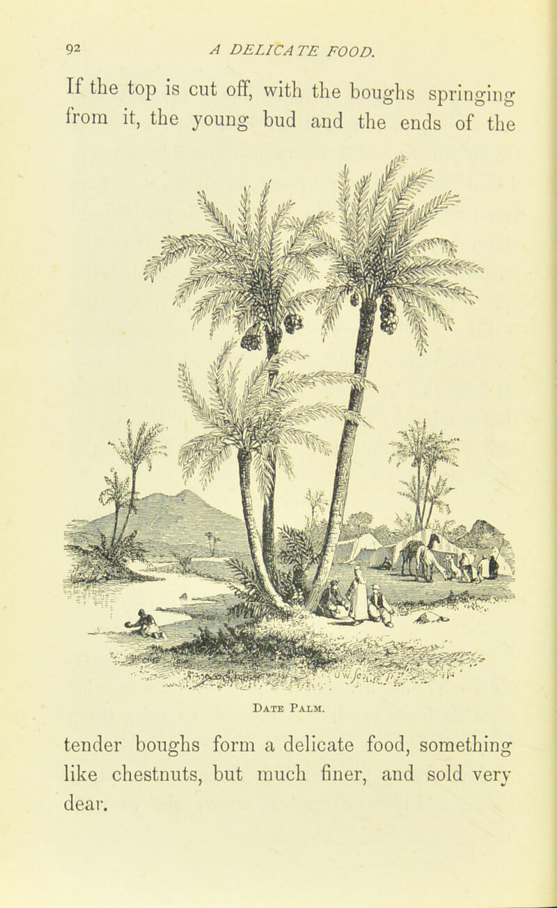 If the top is cut off, with the boughs springing from it, the young bud and the ends of the Date Palm. tender boughs form a delicate food, something like chestnuts, but much finer, and sold very dear.