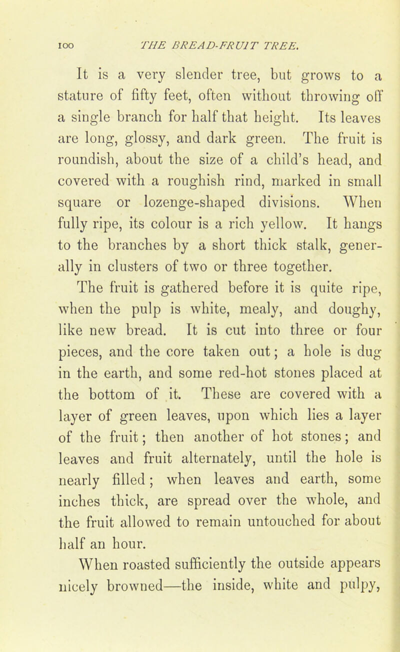 IOO THE BREAD-FRUIT TREE. It is a very slender tree, but grows to a stature of fifty feet, often without throwing off a single branch for half that height. Its leaves are long, glossy, and dark green. The fruit is roundish, about the size of a child’s head, and covered with a roughish rind, marked in small square or lozenge-shaped divisions. When fully ripe, its colour is a rich yellow. It hangs to the branches by a short thick stalk, gener- ally in clusters of two or three together. The fruit is gathered before it is quite ripe, when the pulp is white, mealy, and doughy, like new bread. It is cut into three or four pieces, and the core taken out; a hole is dug in the earth, and some red-hot stones placed at the bottom of it. These are covered with a layer of green leaves, upon which lies a layer of the fruit; then another of hot stones; and leaves and fruit alternately, until the hole is nearly filled; when leaves and earth, some inches thick, are spread over the whole, and the fruit allowed to remain untouched for about half an hour. When roasted sufficiently the outside appears nicely browned—the inside, white and pulpy,