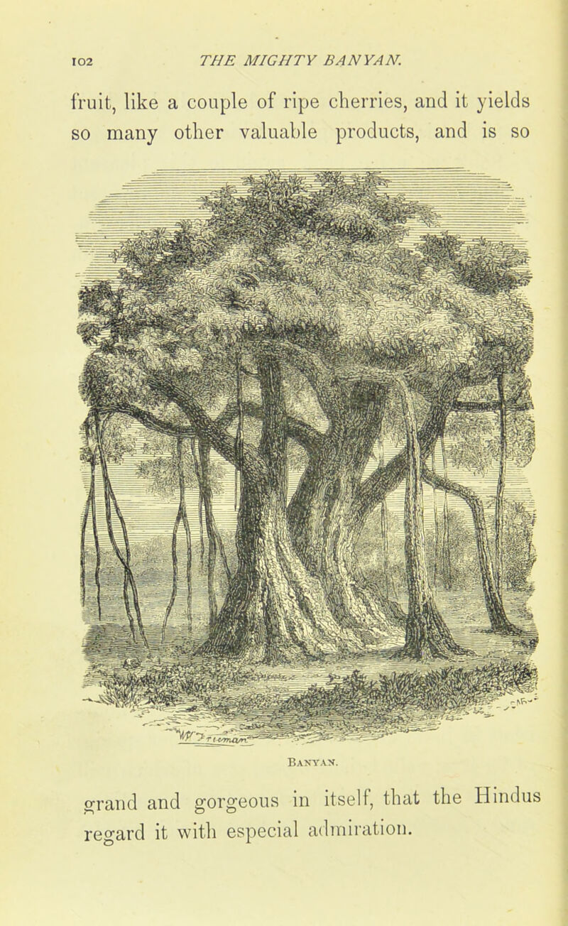 errand and gorgeous in itself, that the Hindus regard it with especial admiration. fruit, like a couple of ripe cherries, and it yields so many other valuable products, and is so Banyan.