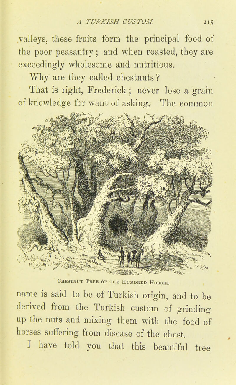 valleys, these fruits form the principal food of the poor peasantry ; and when roasted, they are exceedingdy wholesome and nutritious. Why are they called chestnuts ? That is right, Frederick; never lose a grain of knowledge for want of asking. The common Chestnut Tree of the Hundred Horses. name is said to be of Turkish origin, and to be derived from the Turkish custom of grinding up the nuts and mixing them with the food of horses suffering from disease of the chest. I have told you that this beautiful tree