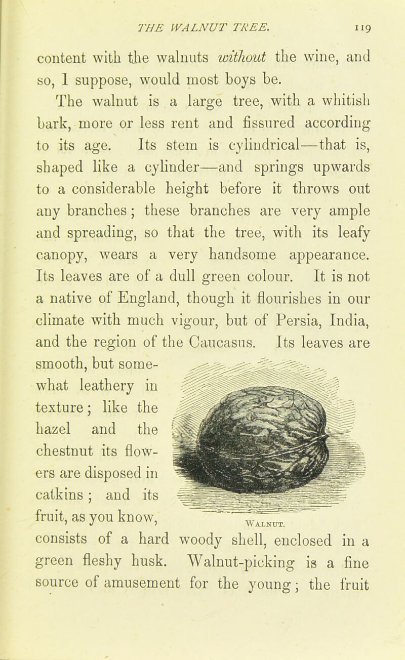 content with the walnuts without the wine, and so, 1 suppose, would most boys be. The walnut is a large tree, with a whitish bark, more or less rent and fissured according to its age. Its stem is cylindrical—that is, shaped like a cylinder—and springs upwards to a considerable height before it throws out any branches; these branches are very ample and spreading, so that the tree, with its leafy canopy, wears a very handsome appearance. Its leaves are of a dull green colour. It is not a native of England, though it flourishes in our climate with much vigour, but of Persia, India, and the region of the Caucasus. Its leaves are smooth, but some- what leathery in texture; like the hazel and the chestnut its flow- ers are disposed in catkins; and its fruit, as you know, Walnut. consists of a hard woody shell, enclosed in a green fleshy husk. Walnut-picking is a fine source of amusement for the young; the fruit