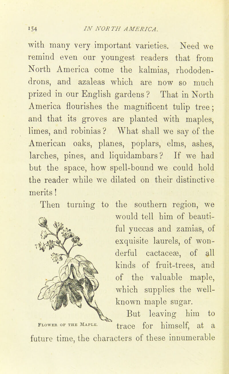 with many very important varieties. Need we remind even our youngest readers that from North America come the kalmias, rhododen- drons, and azaleas which are now so much prized in our English gardens ? That in North America flourishes the magnificent tulip tree; and that its groves are planted with maples, limes, and robinias ? What shall we say of the American oaks, planes, poplars, elms, ashes, larches, pines, and liquidambars ? If we had but the space, how spell-bound we could hold the reader while we dilated on their distinctive merits! Then turning to the southern region, we would tell him of beauti- ful yuccas and zamias, of exquisite laurels, of won- derful cactacege, of all kinds of fruit-trees, and of the valuable maple, which supplies the well- known maple sugar. But leaving him to trace for himself, at a future time, the characters of these innumerable