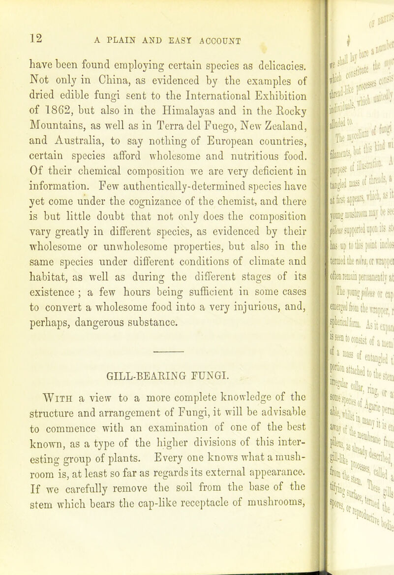 have been found employing certain species as delicacies. Not only in China, as evidenced by the examples of dried edible fungi sent to the International Exhibition of 1862, but also in the Himalayas and in the Eocky Mountains, as well as in Terra del Fuego, New Zealand, and Australia, to say nothing of European countries, certain species afford wholesome and nutritious food. Of their chemical composition we are very deficient in information. Few authentically-determined species have yet come under the cognizance of the chemist, and there is but little doubt that not only does the composition vary greatly in different species, as evidenced by their wholesome or unwholesome properties, but also in the same species under different conditions of climate and habitat, as well as during the different stages of its existence ; a few hours being sufficient in some cases to convert a wholesome food into a very injurious, and, perhaps, dangerous substance. GILL-BEAEING FUNGI. With a view to a more complete knowledge of the structure and arrangement of Fungi, it will be advisable to commence with an examination of one of the best known, as a type of the higher divisions of this inter- esting group of plants. Every one knows what a mush- room is, at least so far as regards its external appearance. If we carefully remove the soil from the base of the stem which bears the cap-like receptacle of mushrooms. tare 3 !tto tlie , ilv J.li: 1-i'l !' ( ( mm Ihe myceli® laiflfBts, kt .oseofilln-®*'™' A tan^Ail Diass of » at first appears, i|)!'fesiip[iorteJiipiti SB \ lihas uptotliispoiDt kios ! (literniefitlicMfrii.orTOppei lit iim or rap :mppfr,i jjsplierifalforin, Asittspao f J / I of * of oDtaDtrlefi. “““'speciesof I % or a iseii a '0 Stttfacj