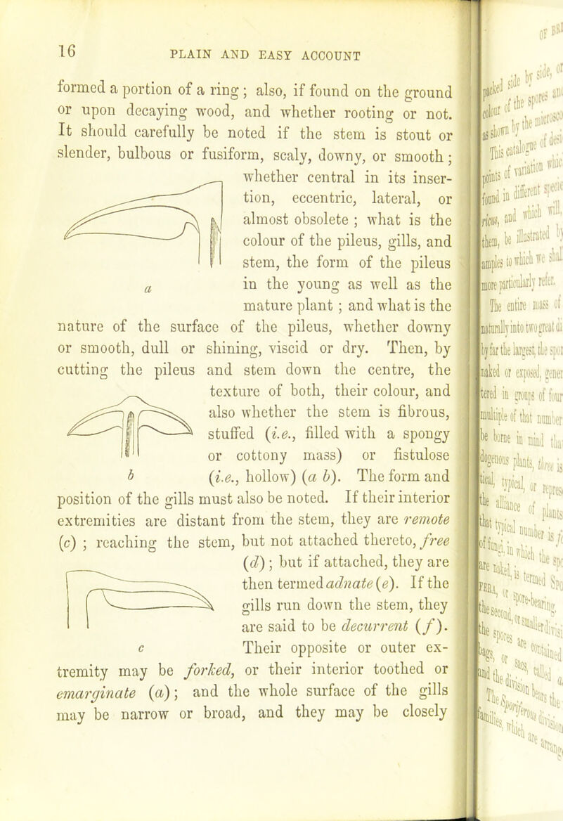 formed a portion of a ring; also, if found on the ground or upon decaying wood, and whether rooting or not. It should carefully be noted if the stem is stout or slender, bulbous or fusiform, scaly, downy, or smooth; whether central in its inser- tion, eccentric, lateral, or almost obsolete ; what is the colour of the pileus, gills, and stem, the form of the pileus ^ in the young as well as the mature plant; and what is the nature of the surface of the pileus, whether downy or smooth, dull or shining, viscid or dry. Then, by cutting the pileus and stem down the centre, the texture of both, their colour, and also whether the stem is fibrous, stuffed {i.e., filled with a spongy or cottony mass) or fistulose b (i.e., hollow) (a b). The form and position of the gills must also be noted. If their interior extremities are distant from the stem, they are remote (c) ; reaching the stem, but not attached thereto, free (d) ; but if attached, they are then termed If the gills run down the stem, they are said to be decurrent (f). c Their opposite or outer ex- tremity may be forked, or their interior toothed or emarginate (a); and the whole surface of the gills may be narrow or broad, and they may be closely ile, (tiiic li#i sofvariaW jhliffereDtr' aiplestoAUeilial Imore particiilaily e cBtire niafs ot itmllyintotwjreatdi lljfartlielarjeiuliespi’! inakel ar expod, iiei in pD[is of four of tht uDui'ber in lainj tlia' or ftprej ate A or coii aiuej