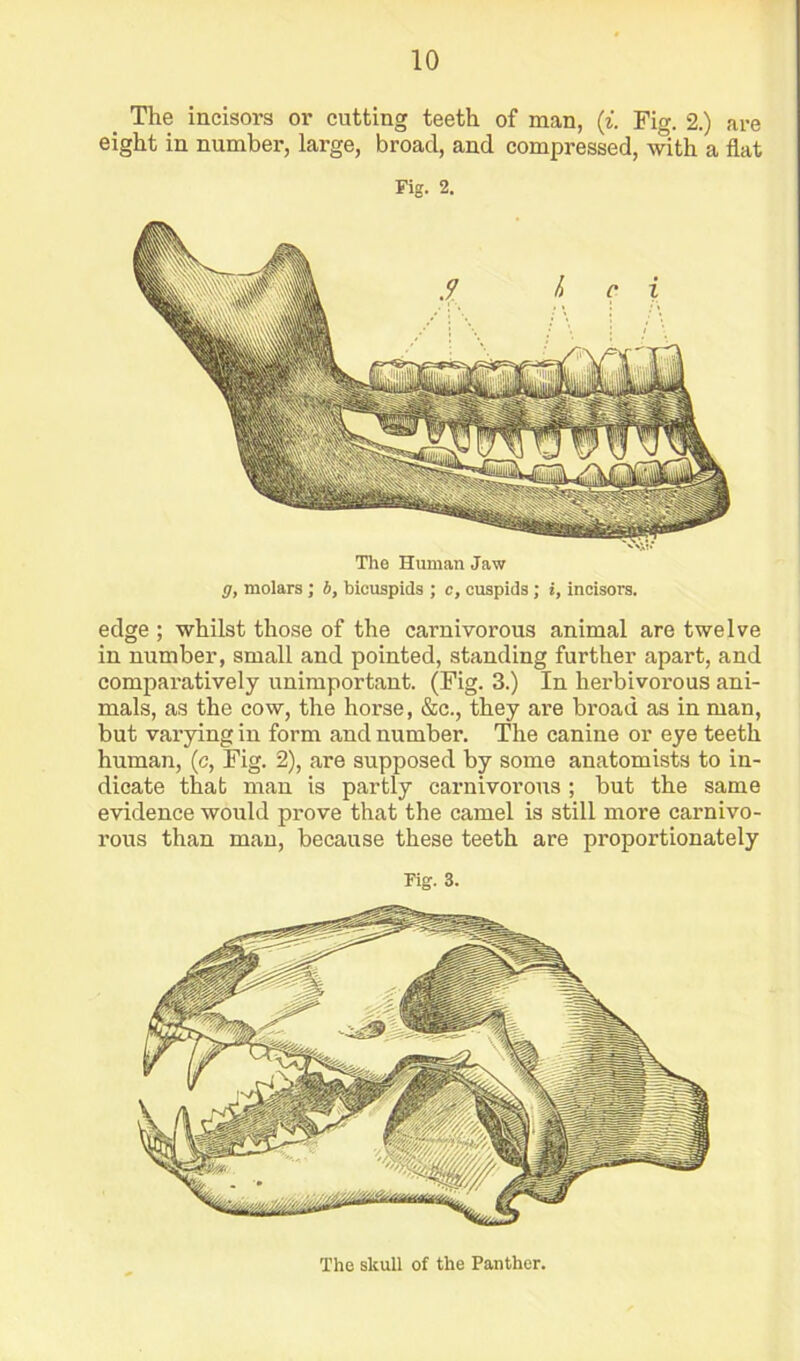 _ The incisors or cutting teeth of man, {i. Fig. 2.) are eight in number, large, broad, and compressed, with a flat Fig. 2. The Human Jaw g, molars; b, bicuspids ; c, cuspids; i, incisors. edge ; whilst those of the carnivorous animal are twelve in number, small and pointed, standing further apart, and comparatively unimportant. (Fig. 3.) In herbivorous ani- mals, as the cow, the horse, &c., they are broad as in man, but varying in form and number. The canine or eye teeth human, (c. Fig. 2), are supposed by some anatomists to in- dicate that man is partly carnivorous ; but the same evidence would prove that the camel is still more carnivo- rous than man, because these teeth are proportionately Fig. 3.