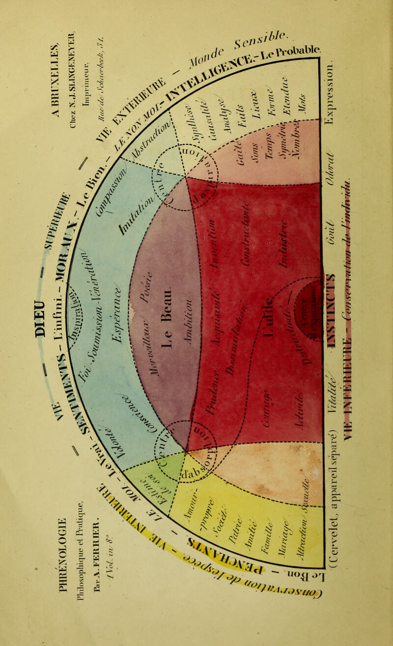 ( Cervelet, a ppareil séparé ) Ydalite/ ■ WIK^ÊÊÊÊ/S^K iront Odorat' Expiession. VIE INFÉRIEURE-m C (’/i.sot'iw iion do 1 individu.