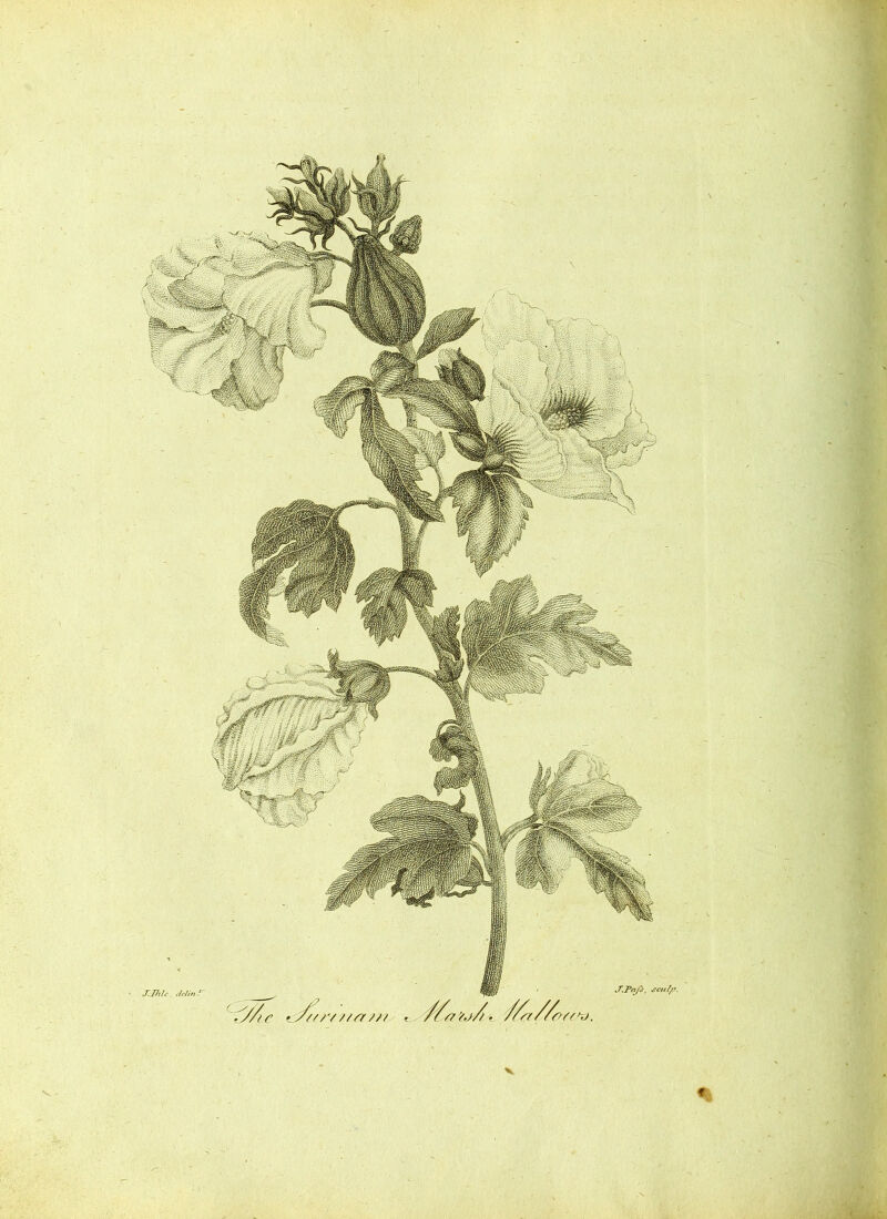 T.Ihlc. delin / ///7'Y.j/. //ff//r> OYS>\). - ' ' V J'.Paft, jcut/J.