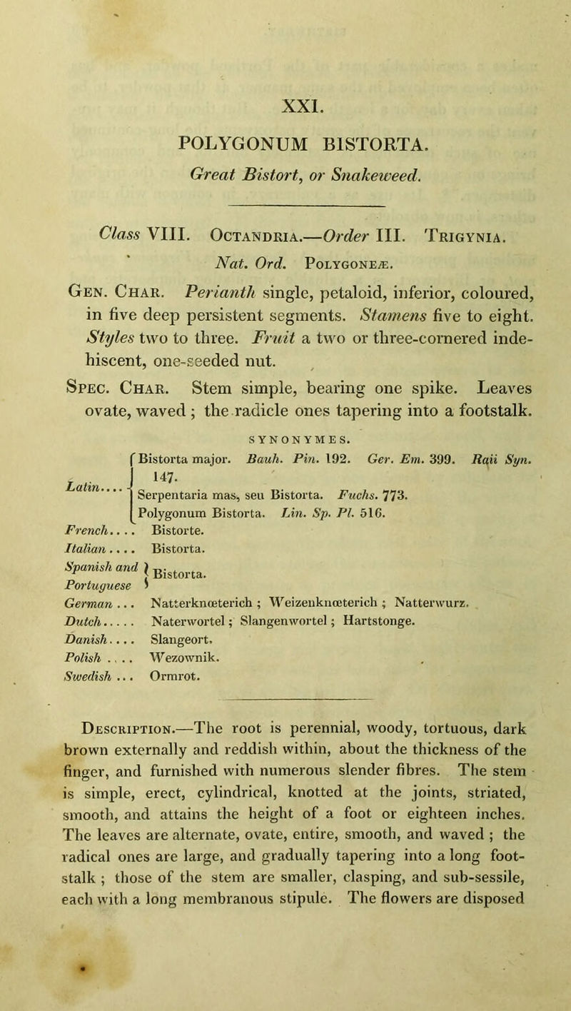 POLYGONUM B1STORTA. Great Bistort, or Snakeweed. Class VIII. Octandria.—Order III. Trigynia. Nat. Ord. Polygone/e. Gen. Char. Perianth single, petaloid, inferior, coloured, in five deep persistent segments. Stamens five to eight. Styles two to three. Fruit a two or three-cornered inde- hiscent, one-seeded nut. Spec. Char. Stem simple, bearing one spike. Leaves ovate, waved ; the radicle ones tapering into a footstalk. SYNONYMES. f Bistorta major. Ilau/t. Pin. 192. Ger. Em. 399. Rati Syn. Latin... 147’ Serpentaria mas, sen Bistorta. Fuchs. 773. Polygonum Bistorta. Lin. Sp. TJl. 51G. French.... Bistorte. Italian.... Bistorta. Spanish and \ Bistorta_ Portuguese > German... Natterknoeterich ; Weizenknoeterich ; Natterwurz. Dutch Naterwortel; Slangenwortel; Hartstonge. Danish.... Slangeort. Polish .... Wezownik. Swedish ... Ormrot. Description.—The root is perennial, woody, tortuous, dark brown externally and reddish within, about the thickness of the finger, and furnished with numerous slender fibres. The stem is simple, erect, cylindrical, knotted at the joints, striated, smooth, and attains the height of a foot or eighteen inches. The leaves are alternate, ovate, entire, smooth, and waved ; the radical ones are large, and gradually tapering into a long foot- stalk ; those of the stem are smaller, clasping, and sub-sessile, each with a long membranous stipule. The flowers are disposed