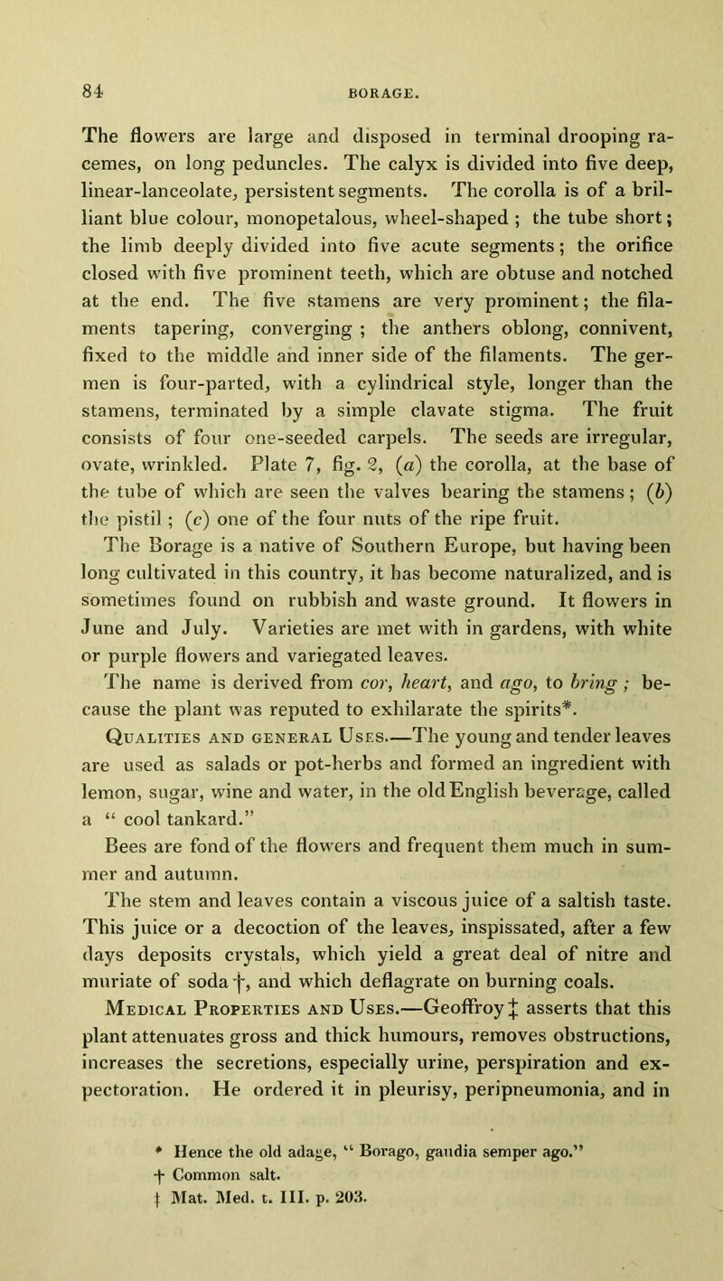 The flowers are large and disposed in terminal drooping ra- cemes, on long peduncles. The calyx is divided into five deep, linear-lanceolate, persistent segments. The corolla is of a bril- liant blue colour, monopetalous, wheel-shaped ; the tube short; the limb deeply divided into five acute segments; the orifice closed with five prominent teeth, which are obtuse and notched at the end. The five stamens are very prominent; the fila- ments tapering, converging ; the anthers oblong, connivent, fixed to the middle and inner side of the filaments. The ger- men is four-parted, with a cylindrical style, longer than the stamens, terminated by a simple clavate stigma. The fruit consists of four one-seeded carpels. The seeds are irregular, ovate, wrinkled. Plate 7, fig. 2, (a) the corolla, at the base of the tube of which are seen the valves bearing the stamens; (b) the pistil ; (c) one of the four nuts of the ripe fruit. The Borage is a native of Southern Europe, but having been long cultivated in this country, it has become naturalized, and is sometimes found on rubbish and waste ground. It flowers in June and July. Varieties are met with in gardens, with white or purple flowers and variegated leaves. The name is derived from cor, heart, and ago, to bring; be- cause the plant was reputed to exhilarate the spirits*. Qualities and general Uses—The young and tender leaves are used as salads or pot-herbs and formed an ingredient with lemon, sugar, wine and water, in the old English beverage, called a “ cool tankard.” Bees are fond of the flowers and frequent them much in sum- mer and autumn. The stem and leaves contain a viscous juice of a saltish taste. This juice or a decoction of the leaves, inspissated, after a few days deposits crystals, which yield a great deal of nitre and muriate of soda 'j-, and which deflagrate on burning coals. Medical Properties and Uses.—Geoffroy J asserts that this plant attenuates gross and thick humours, removes obstructions, increases the secretions, especially urine, perspiration and ex- pectoration. He ordered it in pleurisy, peripneumonia, and in * Hence the old adage, “ Borago, gaudia semper ago.” •f- Common salt. | Mat. Med. t. III. p. 203.