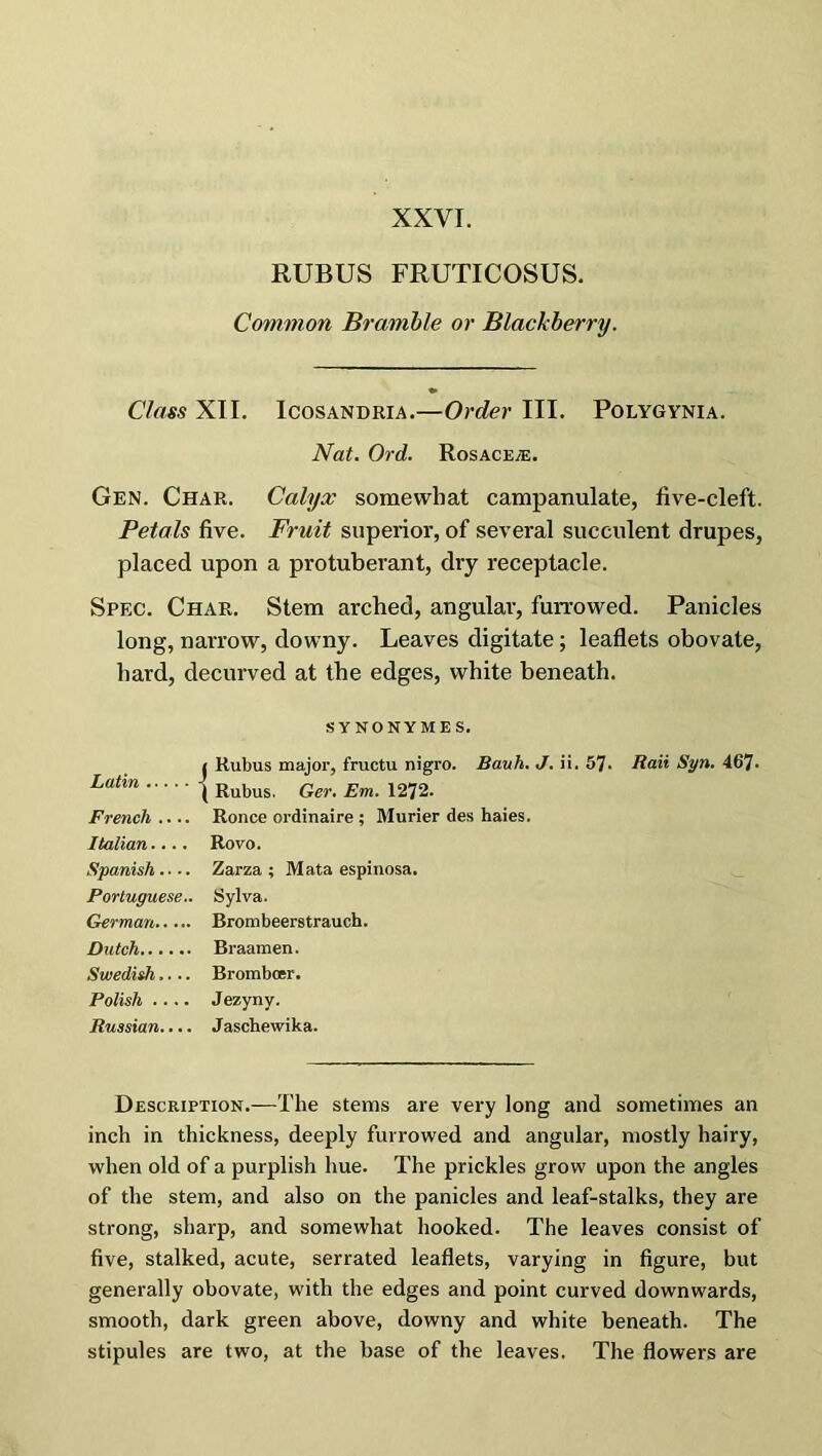 RUBUS FRUTICOSUS. Common Bramble or Blackberry. Class XII. Icosandria.—Order III. Polygynia. Nat. Ord. Rosace^e. Gen. Char. Calyx somewhat campanulate, five-cleft. Petals five. Fruit superior, of several succulent drupes, placed upon a protuberant, dry receptacle. Spec. Char. Stem arched, angular, fun-owed. Panicles long, narrow, downy. Leaves digitate; leaflets obovate, hard, decurved at the edges, white beneath. SYNONYMES. {Rubus major, fructu nigro. Bauh. J. ii. 57- Ran Syn. 467- Rubus. Ger. Em. 1272. French .... Ronce ordinaire ; Murier des haies. Italian.... Rovo. Spanish.-.. Zarza ; Mata espinosa. Portuguese.. Sylva. German Brombeerstrauch. Dutch Braamen. Swedish.... Bromboer. Polish .... Jezyny. Russian.... Jaschewika. Description.—The stems are very long and sometimes an inch in thickness, deeply furrowed and angular, mostly hairy, when old of a purplish hue. The prickles grow upon the angles of the stem, and also on the panicles and leaf-stalks, they are strong, sharp, and somewhat hooked. The leaves consist of five, stalked, acute, serrated leaflets, varying in figure, but generally obovate, with the edges and point curved downwards, smooth, dark green above, downy and white beneath. The stipules are two, at the base of the leaves. The flowers are