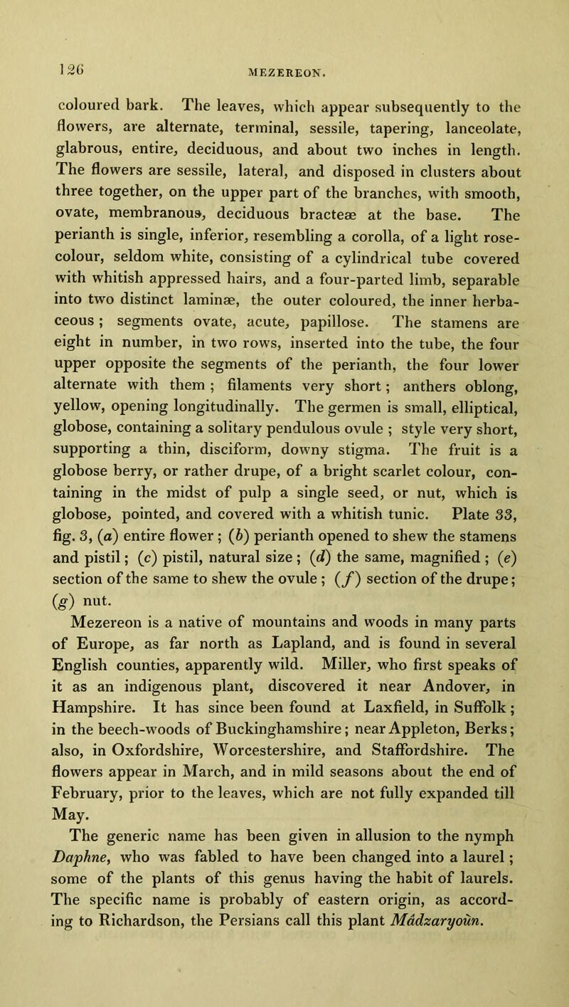 12G coloured bark. The leaves, which appear subsequently to the flowers, are alternate, terminal, sessile, tapering, lanceolate, glabrous, entire, deciduous, and about two inches in length. The flowers are sessile, lateral, and disposed in clusters about three together, on the upper part of the branches, with smooth, ovate, membranous, deciduous bracteas at the base. The perianth is single, inferior, resembling a corolla, of a light rose- colour, seldom white, consisting of a cylindrical tube covered with whitish appressed hairs, and a four-parted limb, separable into two distinct laminae, the outer coloured, the inner herba- ceous ; segments ovate, acute, papillose. The stamens are eight in number, in two rows, inserted into the tube, the four upper opposite the segments of the perianth, the four lower alternate with them ; filaments very short; anthers oblong, yellow, opening longitudinally. The germen is small, elliptical, globose, containing a solitary pendulous ovule ; style very short, supporting a thin, disciform, downy stigma. The fruit is a globose berry, or rather drupe, of a bright scarlet colour, con- taining in the midst of pulp a single seed, or nut, which is globose, pointed, and covered with a whitish tunic. Plate 33, fig. 3, (a) entire flower; (6) perianth opened to shew the stamens and pistil; (c) pistil, natural size ; (d) the same, magnified ; (e) section of the same to shew the ovule ; (_/) section of the drupe; (g) nut- Mezereon is a native of mountains and woods in many parts of Europe, as far north as Lapland, and is found in several English counties, apparently wild. Miller, who first speaks of it as an indigenous plant, discovered it near Andover, in Hampshire. It has since been found at Laxfield, in Suffolk ; in the beech-woods of Buckinghamshire; near Appleton, Berks; also, in Oxfordshire, Worcestershire, and Staffordshire. The flowers appear in March, and in mild seasons about the end of February, prior to the leaves, which are not fully expanded till May. The generic name has been given in allusion to the nymph Daphne, who was fabled to have been changed into a laurel; some of the plants of this genus having the habit of laurels. The specific name is probably of eastern origin, as accord- ing to Richardson, the Persians call this plant Mddzaryoun.