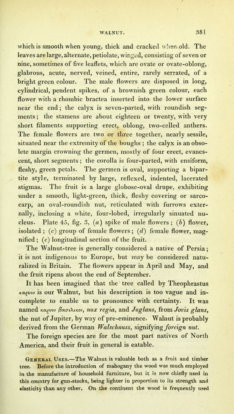which is smooth when young, thick and cracked when.old. The leaves are large, alternate, petiolate, winged, consisting of seven or nine, sometimes of five leaflets, which are ovate or ovate-oblong, glabrous, acute, nerved, veined, entire, rarely serrated, of a bright green colour. The male flowers are disposed in long, cylindrical, pendent spikes, of a brownish green colour, each flower with a rhombic bractea inserted into the lower surface near the end; the calyx is seven-parted, with roundish seg- ments; the stamens are about eighteen or twenty, with very short filaments supporting erect, oblong, two-celled anthers. The female flowers are two or three together, nearly sessile, situated near the extremity of the boughs ; the calyx is an obso- lete margin crowning the germen, mostly of four erect, evanes- cent, short segments ; the corolla is four-parted, with ensiform, fleshy, green petals. The germen is oval, supporting a bipar- tite style, terminated by large, reflexed, indented, lacerated stigmas. The fruit is a large globose-oval drupe, exhibiting under a smooth, light-green, thick, fleshy covering or sarco- carp, an oval-roundish nut, reticulated with furrow's exter- nally, inclosing a white, four-lobed, irregularly sinuated nu- cleus. Plate 45, fig. 3, (a) spike of male flowers ; (6) flower, isolated ; (c) group of female flowers ; (d) female flower, mag- nified ; (e) longitudinal section of the fruit. The Walnut-tree is generally considered a native of Persia; it is not indigenous to Europe, but may be considered natu- ralized in Britain. The flowers appear in April and May, and the fruit ripens about the end of September. It has been imagined that the tree called by Theophrastus xctft/ov is our Walnut, but his description is too vague and in- complete to enable us to pronounce with certainty. It was named xa^uov /Sao-tXwon, nux regia, and Juglans, from Jovis glans, the nut of Jupiter, by way of pre-eminence. Walnut is probably derived from the German Walschnuss, signifying foreign nut. The foreign species are for the most part natives of North America, and their fruit in general is eatable. General Uses.—The Walnut is valuable both as a fruit and timber tree. Before the introduction of mahogany the wood was much employed in the manufacture of household furniture, but it is now chiefly used in this country for gun-stocks, being lighter in proportion to its strength and elasticity than any other. On the continent the wood is frequently used