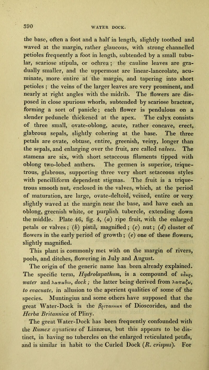 the base, often a foot and a half in length, slightly toothed and waved at the margin, rather glaucous, with strong channelled petioles frequently a foot in length, subtended by a small tubu- lar, scariose stipula, or ochrea ; the cauline leaves are gra- dually smaller, and the uppermost are linear-lanceolate, acu- minate, more entire at the margin, and tapering into short petioles ; the veins of the larger leaves are very prominent, and nearly at right angles with the midrib. The flowers are dis- posed in close spurious whorls, subtended by scariose bracteae, forming a sort of panicle; each flower is pendulous on a slender peduncle thickened at the apex. The calyx consists of three small, ovate-oblong, acute, rather concave, erect, glabrous sepals, slightly cohering at the base. The three petals are ovate, obtuse, entire, greenish, veiny, longer than the sepals, and enlarging over the fruit, are called valves. The stamens are six, with short setaceous filaments tipped with oblong two-lobed anthers. The germen is superior, trique- trous, glabrous, supporting three very short setaceous styles with pencilliform dependent stigmas. The fruit is a trique- trous smooth nut, enclosed in the valves, which, at the period of maturation, are large, ovate-deltoid, veined, entire or very slightly waved at the margin near the base, and have each an oblong, greenish white, or purplish tubercle, extending down the middle. Plate 46, fig. 4, (a) ripe fruit, with the enlarged petals or valves; (6) pistil, magnified; (e) nut; (d) cluster of flowers in the early period of growth ; (e) one of these flowers, slightly magnified. This plant is commonly met with on the margin of rivers, pools, and ditches, flowering in July and August. The origin of the generic name has been already explained. The specific term, Hydrolapathum, is a compound of vSug, water and flov, dock ; the latter being derived from to evacuate, in allusion to the aperient qualities of some of the species. Muntingius and some others have supposed that the great Water-Dock is the /3gET«mx»i of Dioscorides, and the Herba Britannica of Pliny. The great Water-Dock has been frequently confounded with the Rumex aquaticus of Linnaeus, but this appears to be dis- tinct, in having no tubercles on the enlarged reticulated petdls, and is similar in habit to the Curled Dock (R. crispus). For