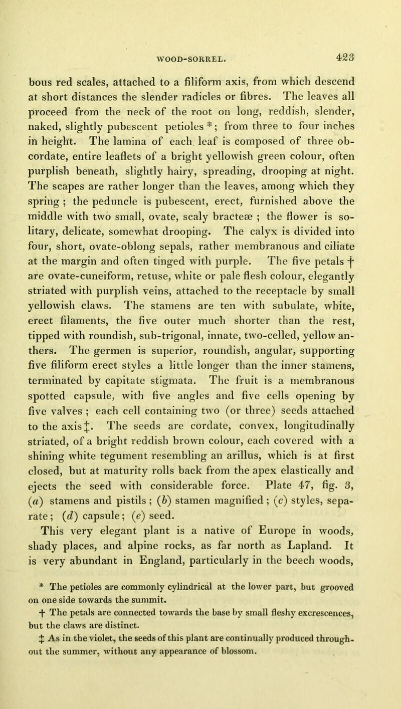 bous red scales, attached to a filiform axis, from which descend at short distances the slender radicles or fibres. The leaves all proceed from the neck of the root on long, reddish, slender, naked, slightly pubescent petioles*; from three to four inches in height. The lamina of each, leaf is composed of three ob- cordate, entire leaflets of a bright yellowish green colour, often purplish beneath, slightly hairy, spreading, drooping at night. The scapes are rather longer than the leaves, among which they spring ; the peduncle is pubescent, erect, furnished above the middle with two small, ovate, scaly bracteae ; the flower is so- litary, delicate, somewhat drooping. The calyx is divided into four, short, ovate-oblong sepals, rather membranous and ciliate at the margin and often tinged with purple. The five petals -j- are ovate-cuneiform, retuse, white or pale flesh colour, elegantly striated with purplish veins, attached to the receptacle by small yellowish claws. The stamens are ten with subulate, white, erect filaments, the five outer much shorter than the rest, tipped with roundish, sub-trigonal, innate, two-celled, yellow an- thers. The germen is superior, roundish, angular, supporting five filiform erect styles a little longer than the inner stamens, terminated by capitate stigmata. The fruit is a membranous spotted capsule, with five angles and five cells opening by five valves ; each cell containing two (or three) seeds attached to the axisj. The seeds are cordate, convex, longitudinally striated, of a bright reddish brown colour, each covered with a shining white tegument resembling an arillus, which is at first closed, but at maturity rolls back from the apex elastically and ejects the seed with considerable force. Plate 47, fig. 3, (a) stamens and pistils ; (b) stamen magnified ; (c) styles, sepa- rate ; (d) capsule; (e) seed. This very elegant plant is a native of Europe in woods, shady places, and alpine rocks, as far north as Lapland. It is very abundant in England, particularly in the beech woods, * The petioles are commonly cylindrical at the lower part, but grooved on one side towards the summit. + The petals are connected towards the base by small fleshy excrescences, but the claws are distinct. J As in the violet, the seeds of this plant are continually produced through- out the summer, without any appearance of blossom.