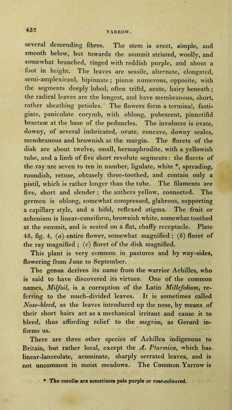 YARROW. several descending fibres. The stem is erect, simple, and smooth below, but towards the summit striated, woolly, and somewhat branched, tinged with reddish purple, and about a foot in height. The leaves are sessile, alternate, elongated, semi-amplexicaul, bipinnate; pinnre numerous, opposite, with the segments deeply lobed, often trifid, acute, hairy beneath ; the radical leaves are the longest, and have membranous, short, rather sheathing petioles. The flowers form a terminal, fasti- giate, paniculate corymb, with oblong, pubescent, pinnatifid bracteae at the base of the peduncles. The involucre is ovate, downy, of several imbricated, ovate, concave, downy scales, membranous and brownish at the margin. The florets of the disk are about twelve, small, hermaphrodite, with a yellowish tube, and a limb of five short revolute segments: the florets of the ray are seven to ten in number, ligulate, white *, spreading, roundish, retuse, obtusely three-toothed, and contain only a pistil, which is rather longer than the tube. The filaments are five, short and slender ; the anthers yellow, connected. The germen is oblong, somewhat compressed, glabrous, supporting a capillary style, and a bifid, reflexed stigma. The fruit or achenium is linear-cuneiform, brownish white, somewhat toothed at the summit, and is seated on a flat, chaffy receptacle. Plate 48, fig. 4, (a) entire flower, somewhat magnified ; (b) floret of the ray magnified ; (c) floret of the disk magnified. This plant is very common in pastures and by way-sides, flowering from June to September. The genus derives its name from the warrior Achilles, who is said to have discovered its virtues. One of the common names, Milfoil, is a corruption of the Latin Millefolium, re- ferring to the much-divided leaves. It is sometimes called Nose-bleed, as the leaves introduced up the nose, by means of their short hairs act as a mechanical irritant and cause it to bleed, thus affording relief to the megrim, as Gerard in- forms us. There are three other species of Achillea indigenous to Britain, but rather local, except the A. Ptarmica, which has linear-lanceolate, acuminate, sharply serrated leaves, and is not uncommon in moist meadows. The Common Yarrow is • The corollas are sometimes pale purple or rose-coloured.