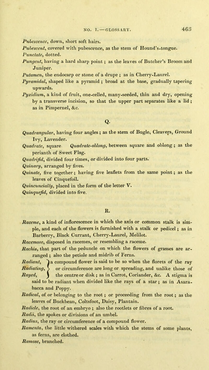 Pubescence, down, short soft hairs. Pubescent, covered with pubescence, as the stem of Hound’s-tongue. Punctate, dotted. Pungent, having a hard sharp point; as the leaves of Butcher’s Broom and Juniper. Putamen, the endocarp or stone of a drupe ; as in Cherry-Laurel. Pyramidal, shaped like a pyramid ; broad at the base, gradually tapering upwards. Pyxidium, a kind of fruit, one-celled, many-seeded, thin and dry, opening by a transverse incision, so that the upper part separates like a lid; as in Pimpernel, &c. Q. Quadrangular, having four angles ; as the stem of Bugle, Cleavers, Ground Ivy, Lavender. Quadrate, square Quadrate-oblong, between square and oblong ; as the perianth of Sweet Flag. Quadrifid, divided four times, or divided into four parts. Quinary, arranged by fives. Quinate, five together; having five leaflets from the same point; as the leaves of Cinquefoil. Quincuncial/y, placed in the form of the letter V. Quinquefid, divided into five. R. Raceme, a kind of inflorescence in which the axis or common stalk is sim- ple, and each of the flowers is furnished with a stalk or pedicel; as in Barberry, Black Currant, Cherry-Laurel, Melilot. Racemose, disposed in racemes, or resembling a raceme. Racliis, that part of the peduncle on which the flowers of grasses are ar- ranged ; also the petiole and midrib of Ferns. Radiant, \ a compound flower is said to be so when the florets of the ray Radiating, \ or circumference are long or spreading, and unlike those of Rayed, \ the centre or disk; as in Carrot, Coriander, &c. A stigma is said to be radiant when divided like the rays of a star; as in Asara- bacca and Poppy. Radical, of or belonging to the root; or proceeding from the root; as the leaves of Buckbean, Coltsfoot, Daisy, Plantain. Radicle, the root of an embryo ; also the rootlets or fibres of a root. Radii, the spokes or divisions of an umbel. Radius, the ray or circumference of a compound flower. Ramenta, the little withered scales with which the stems of some plants, as ferns, are clothed. Ramose, branched.