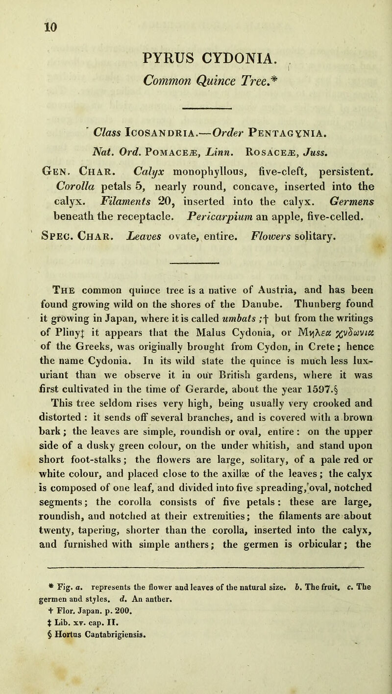 PYRUS CYDONIA. Common Quince Tree.* Class Icosandria.—Order Pentagynia. Nat. Ord. Pomaces, Linn. Rosacea:, Juss. Gen. Char. Calyx monophyllous, five-cleft, persistent. Corolla petals 5, nearly round, concave, inserted into the calyx. Filaments 20, inserted into the calyx. Germens beneath the receptacle. Pericarpium an apple, five-celled. Spec. Char. Leaves ovate, entire. Flowers solitary. The common quince tree is a native of Austria, and has been found growing wild on the shores of the Danube. Thunberg found it growing in Japan, where it is called umbats ;f but from the writings of PlinyJ it appears that the Malus Cydonia, or Mv)Keci of the Greeks, was originally brought from Cydon, in Crete; hence the name Cydonia. In its wild state the quince is much less lux- uriant than we observe it in our British gardens, where it was first cultivated in the time of Gerarde, about the year 1597.§ This tree seldom rises very high, being usually very crooked and distorted : it sends off several branches, and is covered with a brown bark ; the leaves are simple, roundish or oval, entire : on the upper side of a dusky green colour, on the under whitish, and stand upon short foot-stalks; the flowers are large, solitary, of a pale red or white colour, and placed close to the axillae of the leaves; the calyx is composed of one leaf, and divided into five spreading,roval, notched segments; the corolla consists of five petals: these are large, roundish, and notched at their extremities; the filaments are about twenty, tapering, shorter than the corolla, inserted into the calyx, and furnished with simple anthers; the germen is orbicular; the * Fig. a. represents the flower and leaves of the natural size. b. The fruit, c. The germen and stjles. d. An anther, t Flor. Japan, p. 200. $ Lib. xv. cap. II. $ Hortus Cantabrigiensis.