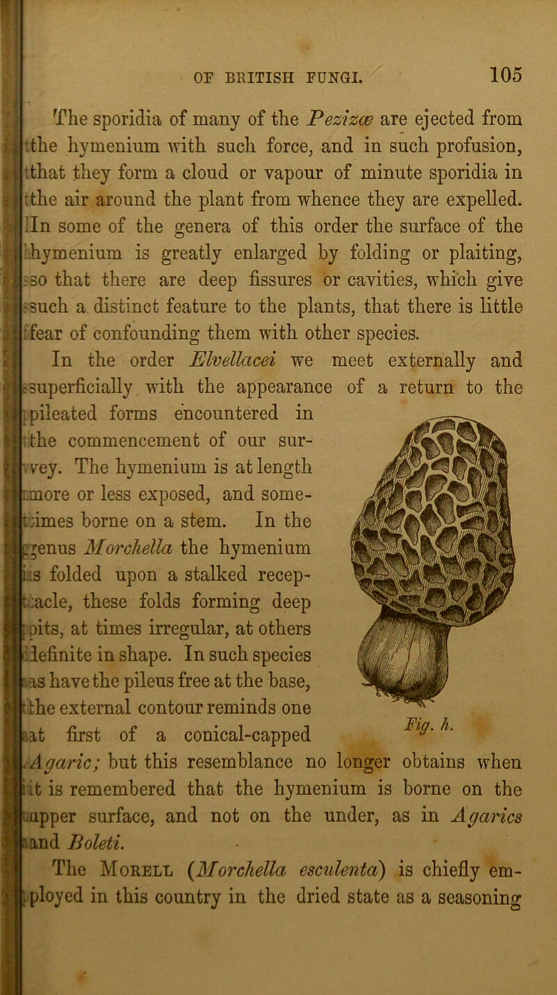 The sporidia of many of the Pezizce are ejected from :the hymenium with such force, and in such profusion, '.that they form a cloud or vapour of minute sporidia in tthe air around the plant from whence they are expelled. ;In some of the genera of this order the surface of the 1 hymenium is greatly enlarged by folding or plaiting, ■so that there are deep fissures or cavities, which give ;such a distinct feature to the plants, that there is little Tear of confounding them with other species. In the order Elvellacei we meet externally and superficially with the appearance of a return to the pileated forms encountered in tithe commencement of our sur- vey. The hymenium is at length ore or less exposed, and some- times borne on a stem. In the *enus Morchella the hymenium is folded upon a stalked recep- tacle, these folds forming deep pits, at times irregular, at others lefinite in shape. In such species as have the pileus free at the base, the external contour reminds one at first of a conical-capped Agaric; but this resemblance no longer obtains when it is remembered that the hymenium is borne on the upper surface, and not on the under, as in Agarics and Boleti. The Morell (Morchella csculenta) is chiefly em- ployed in this country in the dried state as a seasoning