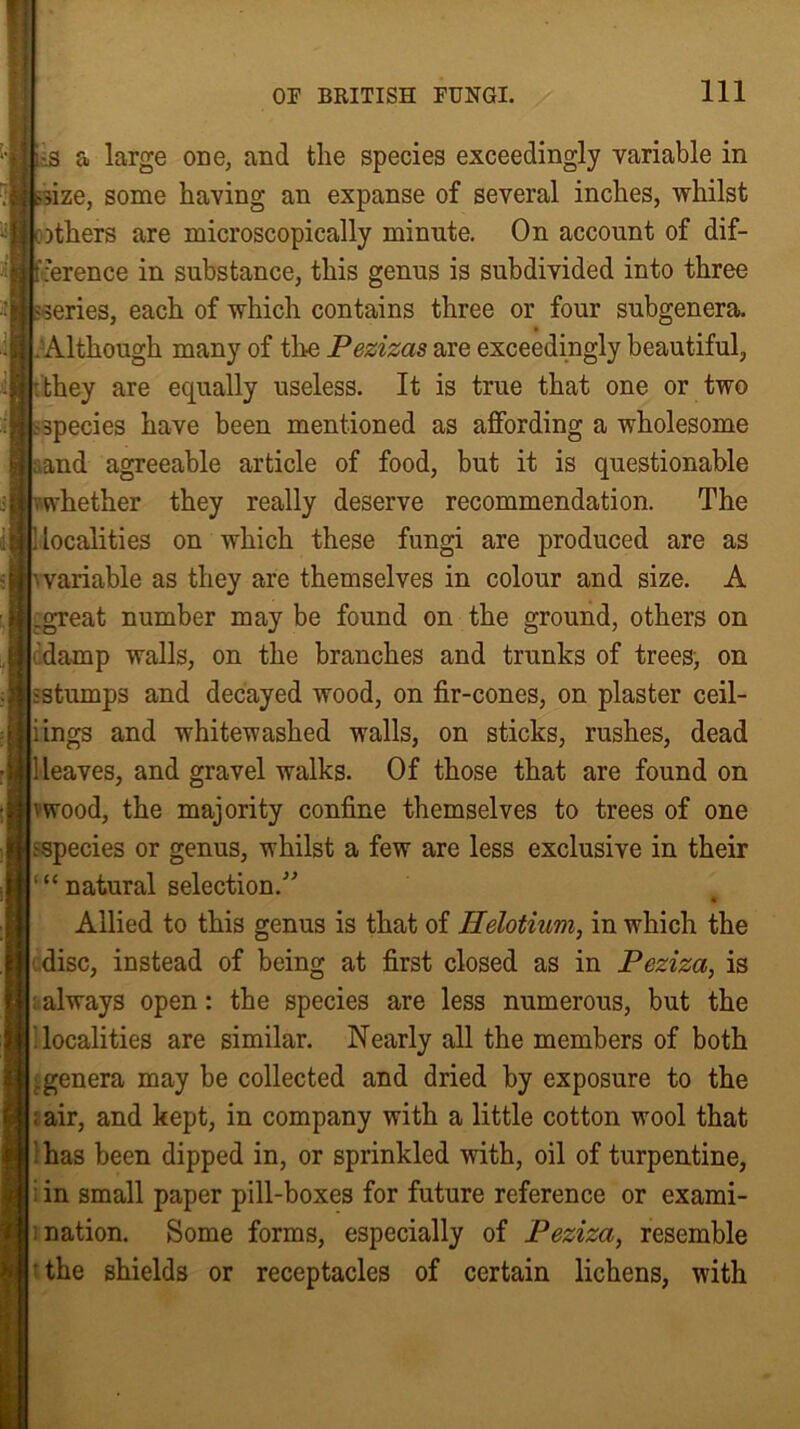 : ■s a large one, and the species exceedingly variable in size, some having an expanse of several inches, whilst ithers are microscopically minute. On account of dif- ference in substance, this genus is subdivided into three eries, each of which contains three or four subgenera. . Although many of the Pezizas are exceedingly beautiful, they are equally useless. It is true that one or two -species have been mentioned as affording a wholesome and agreeable article of food, but it is questionable whether they really deserve recommendation. The localities on which these fungi are produced are as invariable as they are themselves in colour and size. A .great number may be found on the ground, others on damp walls, on the branches and trunks of trees, on :stumps and decayed wood, on fir-cones, on plaster ceil- iings and whitewashed walls, on sticks, rushes, dead Heaves, and gravel walks. Of those that are found on 'wood, the majority confine themselves to trees of one : species or genus, whilst a few are less exclusive in their '“natural selection.” Allied to this genus is that of Helotium, in which the disc, instead of being at first closed as in Peziza, is : always open: the species are less numerous, but the localities are similar. Nearly all the members of both .genera may be collected and dried by exposure to the ; air, and kept, in company with a little cotton wool that 1 has been dipped in, or sprinkled with, oil of turpentine, i in small paper pill-boxes for future reference or exami- nation. Some forms, especially of Peziza, resemble ■ the shields or receptacles of certain lichens, with