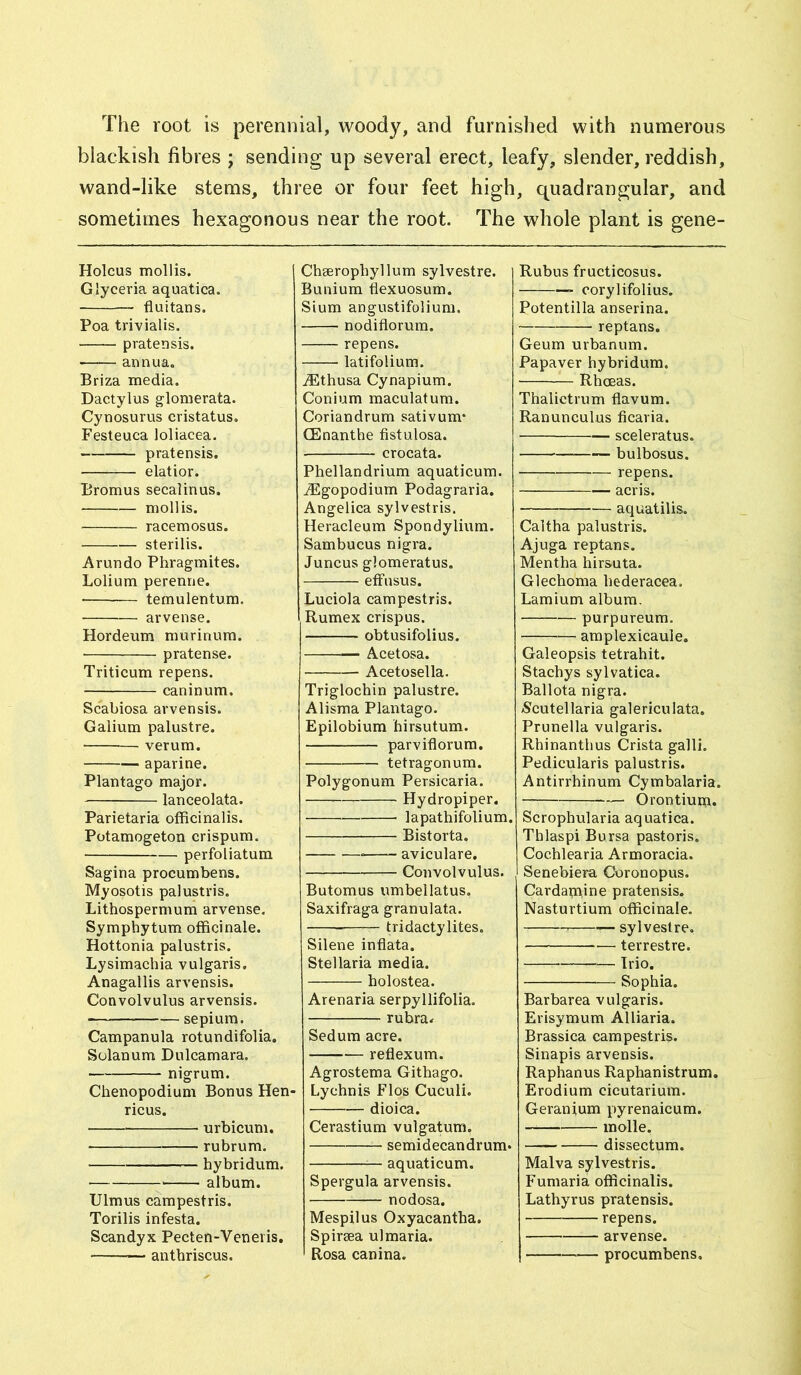 The root is perennial, woody, and furnished with numerous blackish fibres ; sending up several erect, leafy, slender, reddish, wand-like stems, three or four feet high, quadrangular, and sometimes hexagonous near the root. The whole plant is gene- Holcus mollis. Glyceria aquatica. fluitans. Poa trivialis. pratensis. -—— annua. Briza media. Dactylus glomerata. Cynosurus cristatus, Festeuca loliacea. pratensis. elatior. Bromus secalinus. mollis. racemosus. sterilis. Arundo Phragmites. Lolium perenne. temulentum. arvense. Hordeum murinum. pratense. Triticum repens. caninum. Scabiosa arvensis. Galium palustre. verum. aparine. Plantago major. lanceolata. Parietaria officinalis. Potamogeton crispum. perfoliatum Sagina procumbens. Myosotis palustris. Lithospermum arvense. Symphytum officinale. Hottonia palustris. Lysimachia vulgaris. Anagallis arvensis. Convolvulus arvensis. ■ sepium. Campanula rotundifolia. Solanum Dulcamara. nigrum. Chenopodium Bonus Hen- ricus. urbicum. rubrum. hybridum. album. Ulmus campestris. Torilis infesta. Scandyx Pecten-Veneris. — anthriscus. Chserophyllum sylvestre. Bunium fiexuosum. Sium angustifolium. nodiflorum. repens. latifolium. iEthusa Cynapium. Conium maculatum. Coriandrum sativum* (Enanthe fistulosa. crocata. Phellandrium aquaticum. iEgopodium Podagraria. Angelica sylvestris. Heracleum Spondylium. Sambucus nigra. Juncus glomeratus. effnsus. Luciola campestris. Rumex crispus. obtusifolius. — Acetosa. Acetosella. Triglochin palustre. Alisma Plantago. Epilobium hirsutum. parviflorum. tetragonum. Polygonum Persicaria. Hydropiper. lapathifolium. Bistorta. aviculare. Convolvulus. Butomus umbellatus, Saxifraga granulata. tridactylites. Silene inflata. Stellaria media. holostea. Arenaria serpyllifolia. rubra. Sedum acre. — reflexum. Agrostema Githago. Lychnis Flos Cuculi. dioica. Cerastium vulgatum. semidecandrum* aquaticum. Spergula arvensis. nodosa. Mespilus Oxyacantha. Spiraea ulmaria. Rosa canina. Rubus fructicosus. * corylifolius. Potentilla anserina. reptans. Geum urbanum. Papaver hybridum. Rhceas. Thalictrum flavum. Ranunculus ficaria. sceleratus. bulbosus. repens. acris. — aquatilis. Caltha palustris. Ajuga reptans. Mentha hirs-uta. Glechoma hederacea, Lamium album. purpureum. amplexicaule. Galeopsis tetrahit. Stachys sylvatica. Ballota nigra. /Scutellaria galericulata. Prunella vulgaris. Rbinanthus Crista galli. Pedicularis palustris. Antirrhinum Cymbalaria. Orontium. Scrophularia aquatica. Thlaspi Bursa pastoris. Cochlearia Armoracia. Senebiera Coronopus. Cardamine pratensis. Nasturtium officinale. 7 ■*— sylvestre. terrestre. Trio. Sophia. Barbarea vulgaris. Erisymum Alliaria. Brassica campestris. Sinapis arvensis. Raphanus Raphanistrum. Erodium cicutarium. Geranium pyrenaicum. molle. dissectum. Malva sylvestris. Fumaria officinalis. Lathyrus pratensis. repens. arvense. procumbens.