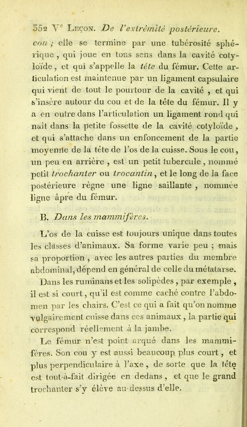 cou ; elle se termine par une tubérosité sphé- rique , qui joue en tous sens dans la cavité coty- loïde, et qui s'appelle la tête du fémur. Cette ar- ticulation est maintenue par un ligament capsulaire qui vient de tout le pourtour de la cavité , et qui s’insère autour du cou et de la tête du fémur. Il y a en outre dans l’articulation un ligament rond qui naît dans la petite fossette de la cavité cotyloïde et qui s’attache dans un enfoncement de la partie moyenne de la tête de l’os de la cuisse. Sous le cou, un peu en arrière , est un petit tubercule, nommé petit trochanter ou trocantin, et le long de la face postérieure règne une ligne saillante , nommée ligne âpre du fémur. B. Dans les mammifères. L’os de la cuisse est toujours unique dans toutes les classes d’animaux. Sa forme varie peu ; mais sa proportion , avec les autres parties du membre abdominal, dépend en général de celle du métatarse. Dans les ruminans et les solipèdes, par exemple , il est si court, qu’il est comme caché contre l’abdo- men par les chairs. C’est ce qui a fait qu’on nomme vulgairement cuisse dans ces animaux, la partie qui correspond réellement à la jambe. Le fémur n’est point arqué dans les mammi- fères. Son cou y est aussi beaucoup plus court, et plus perpendiculaire à l’axe , de sorte que la tête est tout-à-fait dirigée en dedans , et que le grand trochanter s’y élève au- dessus d’elle.