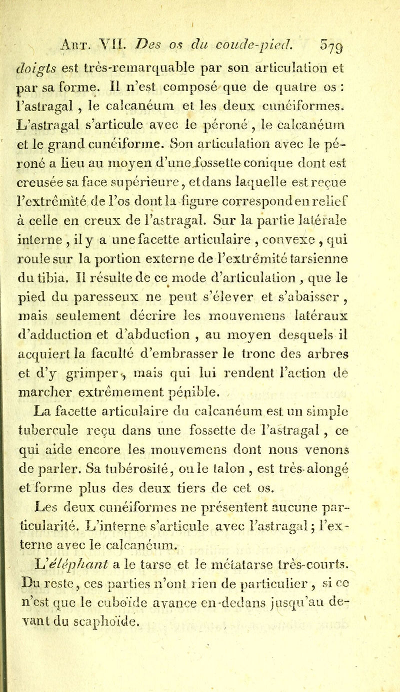 doigts est très-remarquable par son articulation et par sa forme. Il n’est composé que de quatre os : l’astragal , le calcanéum et les deux cunéiformes. L’astragal s’articule avec le péroné , le calcanéum et le grand cunéiforme. Son articulation avec le pé- roné a lieu au moyen d’uneiossette conique dont est creusée sa face supérieure, et dans laquelle est reçue l’extrémité de l’os dont la figure correspond en relief à celle en creux de l’astragal. Sur la partie latérale interne , il y a une facette articulaire , convexe , qui roule sur la portion externe de l’extrémité tarsienne du tibia. II résulte de ce mode d’articulation * que le pied du paresseux ne peut s’élever et s’abaisser , mais seulement décrire les mouvemens latéraux d’adduction et d’abduction , au moyen desquels il acquiert la faculté d’embrasser le tronc des arbres et d’y grimper', mais qui lui rendent l’action de marcher extrêmement pénible. La facette articulaire du calcanéum est un simple tubercule reçu dans une fossette de l’astragal, ce qui aide encore les mouvemens dont nous venons de parier. Sa tubérosité, ou le talon , est très- alongé et forme plus des deux tiers de cet os. Les deux cunéiformes ne présentent aucune par- ticularité. L’interne s’articule avec l’astragal j l’ex- terne avec le calcanéum. U éléphant a le tarse et le métatarse très-courts. Du reste, ces parties n’ont rien de particulier , si ce n’est que le cuboïde avance en dedans jusqu’au de- vant du scaphoïde.