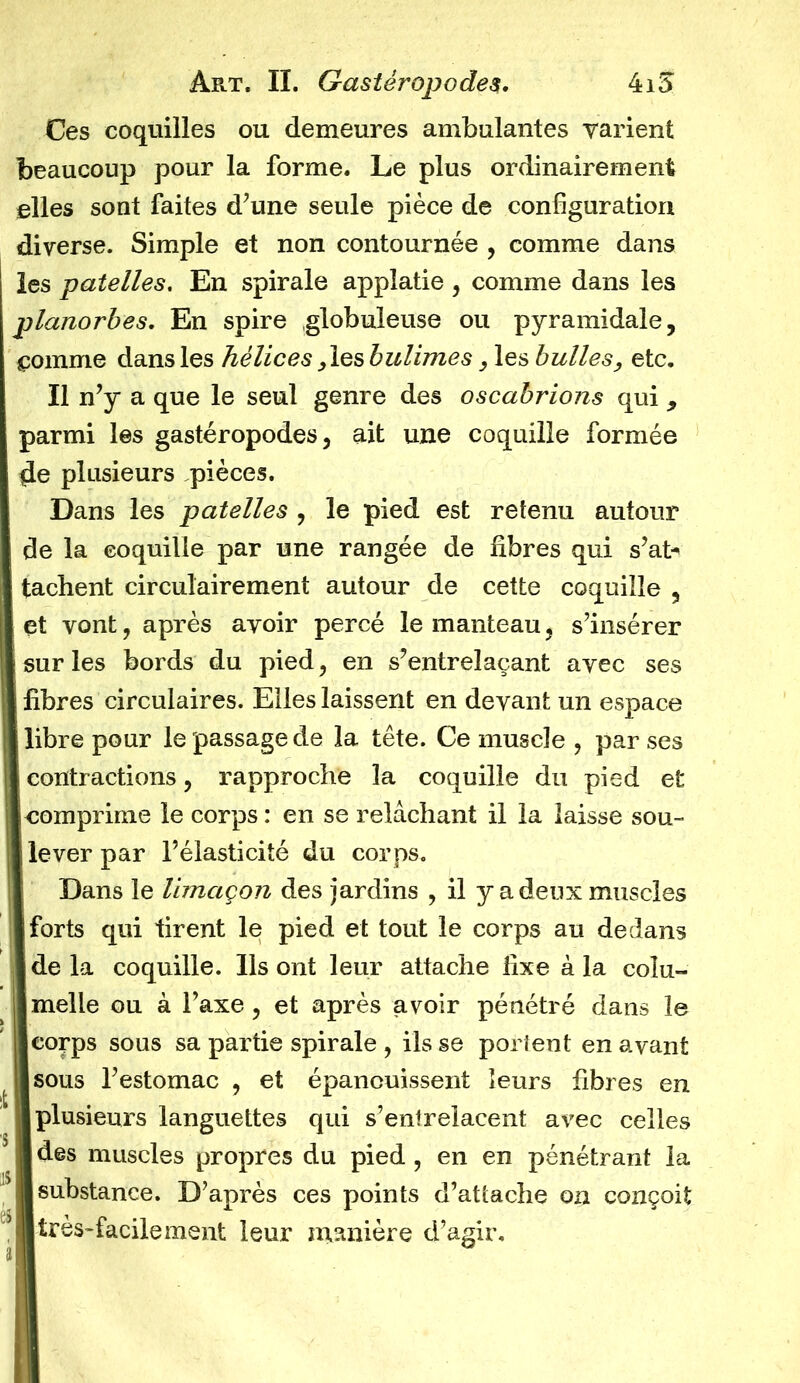 Ces coquilles ou demeures ambulantes varient beaucoup pour la forme. Le plus ordinairement elles sont faites d’une seule pièce de configuration diverse. Simple et non contournée , comme dans les patelles. En spirale appiatie , comme dans les planorbes. En spire globuleuse ou pyramidale, comme dans les hélices, les hulimes, les bulles, etc. Il n’y a que le seul genre des oscabrions qui, parmi les gastéropodes, ait une coquille formée de plusieurs pièces. Dans les patelles , le pied est retenu autour de la coquille par une rangée de fibres qui s’at* tachent eirculairement autour de cette coquille , et vont, après avoir percé le manteau, s’insérer sur les bords du pied, en s’entrelaçant avec ses fibres circulaires. Elles laissent en devant un espace libre pour le passage de la tête. Ce muscle ? par ses contractions, rapproche la coquille du pied et comprime le corps : en se relâchant il la laisse sou- lever par l’élasticité du corps. Dans le limaçon des jardins , il y a deux muscles forts qui tirent le pied et tout le corps au dedans de la coquille. Ils ont leur attache fixe à la coîu- melle ou à l’axe, et après avoir pénétré dans le corps sous sa partie spirale , ils se portent en avant sous l’estomac , et épanouissent leurs fibres en plusieurs languettes qui s’entrelacent avec celles des muscles propres du pied , en en pénétrant la substance. D’après ces points d’attache on conçoit très-facilement leur manière d’agir.