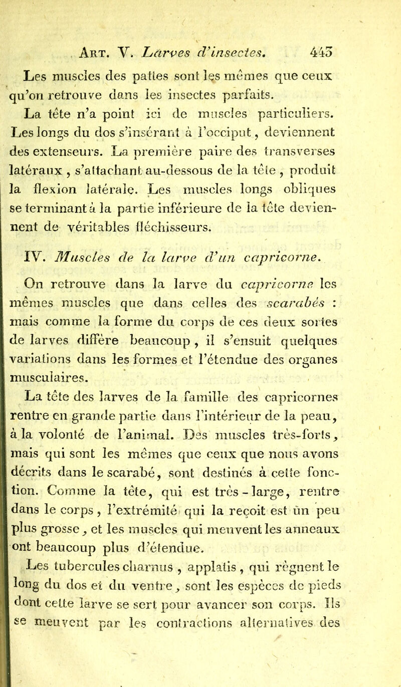 Les muscles des pâlies sont les mêmes que ceux qu’ori retrouve dans les insectes parfaits. La tête n’a point ici de muscles particuliers. Les longs du dos s’insérant à l’occiput, deviennent des extenseurs. La première paire des transverses latéraux , s’attachant au-dessous de la tête , produit la flexion latérale. Les muscles longs obliques se terminant à la partie inférieure de la tête devien- nent de véritables fléchisseurs. IV. Muscles de la larve d’un capricorne. On retrouve dans la larve du capricorne les mêmes muscles que dans celles des scarabès : mais comme la forme du corps de ces deux sortes de larves diffère beaucoup , il s’ensuit quelques variations dans les formes et l’étendue des organes musculaires. La tête des larves de la famille des capricornes rentre en grande partie dans l’intérieur de la peau, à la volonté de l’animai. Des muscles très-forts, mais qui sont les mêmes que ceux que nous avons décrits dans le scarabé, sont destinés à cette fonc- tion. Comme la tète, qui est très - large, rentre dans le corps , l’extrémité qui la reçoit est ün peu plus grosse, et les muscles qui meuvent les anneaux ont beaucoup plus d’étendue. Les tubercules charnus , applatis , qui régnent le long du dos et du ventre, sont les espèces de pieds dont celte larve se sert pour avancer son corps. Ils se meuvent par les contractions alternatives des