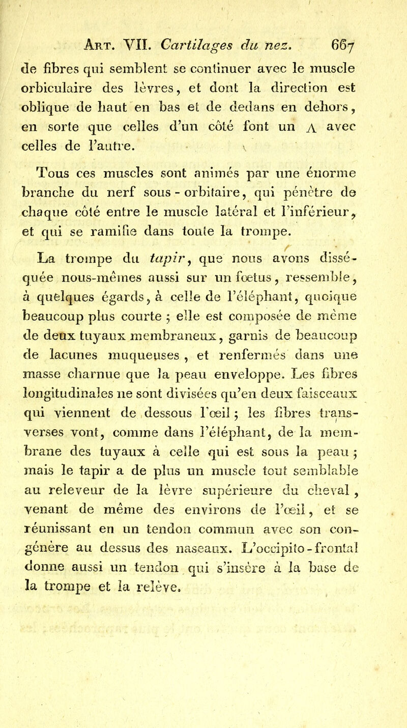 de fibres qui semblent se continuer avec le muscle orbiculaire des lèvres, et dont la direction est oblique de haut en bas et de dedans en dehors, en sorte que celles d’un côté font un a avec celles de l’autre. Tous ces muscles sont animés par une énorme branche du nerf sous - orbitaire, qui pénètre do chaque côté entre le muscle latéral et l’inférieur, et qui se ramifie dans toute la trompe. La trompe du tapir ^ que nous avons dissé- quée nous-mêmes aussi sur un fœtus, ressemble, à quelques égards, à celle de l’éléphant, quoique beaucoup plus courte 5 elle est composée de même de deux tuyaux membraneux, garnis de beaucoup de lacunes muqueuses , et renfermés dans une masse charnue que la peau enveloppe. Les fibres longitudinales ne sont divisées qu’en deux faisceaux qui viennent de dessous Tœd 5 les fibres trans- verses vont, comme dans î’élépbant, de la mem- brane des tuyaux à celle qui est sous la peau ; mais le tapir a de plus un muscle tout semblable au releveur de la lèvre supérieure du cheval, venant de même des environs de l’œil, et se réunissant en un tendon commun avec son con- génère au dessus des naseaux. L’occipito - frontal donne aussi un tendon qui s’insère à la base de la trompe et la relève.