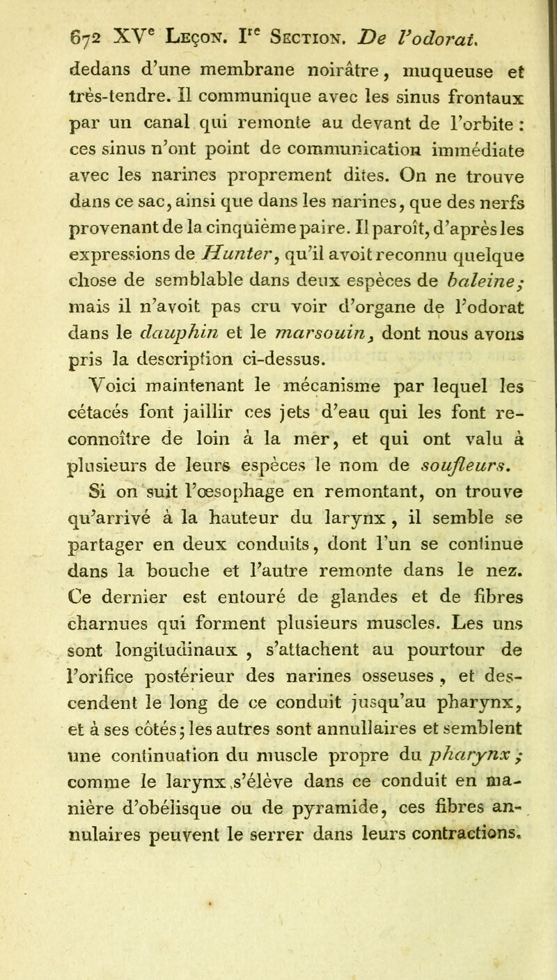 dedans d’une membrane noirâtre, muqueuse et trés-tendre. Il communique avec les sinus frontaux par un canal qui remonte au devant de l’orbite : ces sinus n’ont point de communication immédiate avec les narines proprement dites. On ne trouve dans ce sac, ainsi que dans les narines, que des nerfs provenant de la cinquième paire. Il paroît, d’après les expressions de Hunier^ qu’il avoit reconnu quelque chose de semblable dans deux espèces de haleine; mais il n’avoit pas cru voir d’organe de l’odorat dans le dauphin et le marsouin^ dont nous avons pris la description ci-dessus. Voici maintenant le mécanisme par lequel les cétacés font jaillir ces jets d’eau qui les font re- connoître de loin à la mer, et qui ont valu à plusieurs de leurs espèces le nom de soujleurs. Si on suit l’œsophage en remontant, on trouve qu’arrivé à la hauteur du larynx, il semble se partager en deux conduits, dont l’un se continue dans la bouche et l’autre remonte dans le nez. Ce dernier est entouré de glandes et de fibres charnues qui forment plusieurs muscles. Les uns sont longitudinaux , s’attachent au pourtour de l’orifice postérieur des narines osseuses , et des- cendent le long de ce conduit jusqu’au pharynx, et à ses cotés; les autres sont annullaires et semblent une continuation du muscle propre du pharynx ; comme le larynx .s’élève dans ce conduit en ma- nière d’obélisque ou de pyramide, ces fibres an- nulaires peuvent le serrer dans leurs contractions.