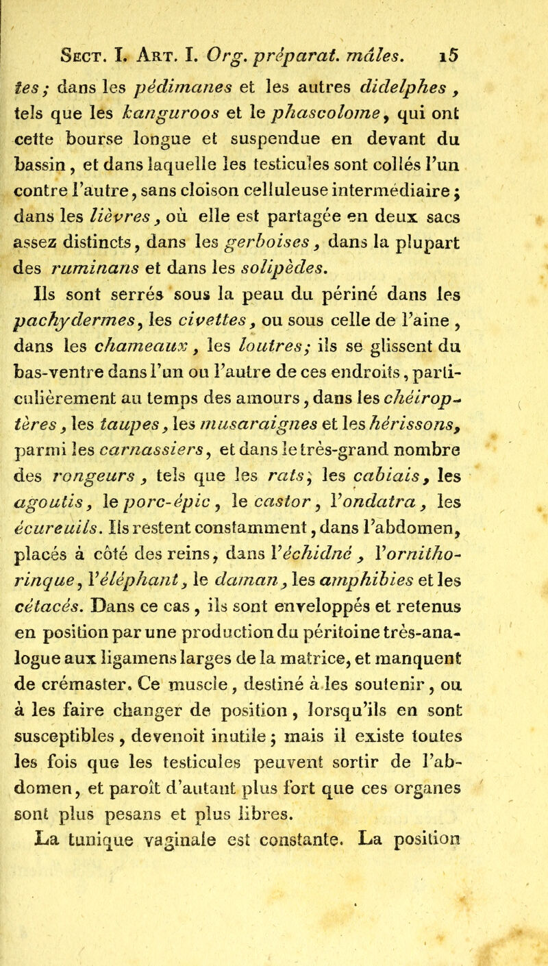 tes ; dans les pédimanes et les autres didelphes , tels que les kanguroos et le phascolome, qui ont cette bourse longue et suspendue en devant du bassin, et dans laquelle les testicules sont collés l’un contre Fautre, sans cloison celluleuse intermédiaire ; dans les lièvres y où. elle est partagée en deux sacs assez distincts, dans les gerboises> dans la plupart des ruminans et dans les solipèdes. Ils sont serrés sous la peau du périné dans les pachydermes, les civettes y ou sous celle de l’aine , dans les chameaux 9 les loutres; ils se glissent du bas-ventre dans Fun ou Fautre de ces endroits, parli- culièrement au temps des amours, dans les chéirop- tères 9 les taupes9 les musaraignes et les hérissons, parmi les carnassiers, et dans le très-grand nombre des rongeurs , tels que les rats; les cabiais, les agoutis, le porc-épic , le castor, Y ondatra, les écureuils. Ils restent constamment, dans l’abdomen, placés à côté des reins, dans Yèchidnè y Yornitho- rinque, Féléphant , le daman y les amphibies et les cétacés. Dans ce cas , ils sont enveloppés et retenus en position par une production du péritoine très-ana- logue aux îigamens larges de la matrice, et manquent de crémaster. Ce muscle , destiné à les soutenir, ou à les faire changer de position, lorsqu’ils en sont susceptibles , devenoit inutile ; mais il existe toutes les fois que les testicules peuvent sortir de Fab- domen, et paroît d’autant plus fort que ces organes sont plus pesans et plus libres. La tunique vaginale est constante. La position