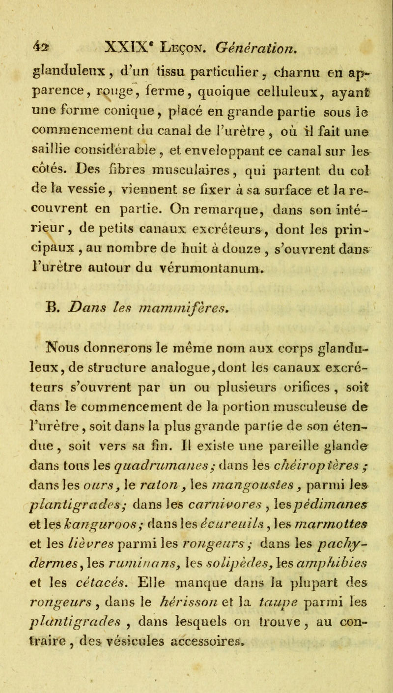 glanduleux, d’un tissu particulier 7 charnu en ap- parence, rouge, ferme, quoique celluleux, ayant une forme conique, placé en grande partie sous le commencement du canal de l’urètre , ou il fait une saillie considérable , et enveloppant ce canal sur les côtés. Des fibres musculaires, qui partent du coî de la vessie, viennent se fixer à sa surface et la re- couvrent en partie. On remarque, dans son inté- rieur , de petits canaux excréteurs, dont les prin^ cipaux , au nombre de huit à douze , s’ouvrent dans l’urètre autour du vérumontanum. B. Dans les mammifères. Nous donnerons le même nom aux corps glandu- leux, de structure analogue,dont les canaux excré- teurs s’ouvrent par un ou plusieurs orifices , soit dans le commencement de la portion musculeuse de l’urètre, soit dans la plus grande partie de son éten- due , soit vers sa fin. Il existe une pareille glande dans tous les quadrumanes y dans les chéiroptères ; dans les ours, le raton , les mangoustes , parmi les plantigrades; dans les carnivores , lespèdimanes et les kanguroos; dans les écureuils, les marmottes et les lièvres parmi les rongeursy dans les pachy- dermes , les rumina nsy les solipèdes, les amphibies et les cétacés. Elle manque dans la plupart des rongeurs , dans le hérisson et la taupe parmi les plantigrades , dans lesquels on trouve , au con- traire, des vésicules accessoires.