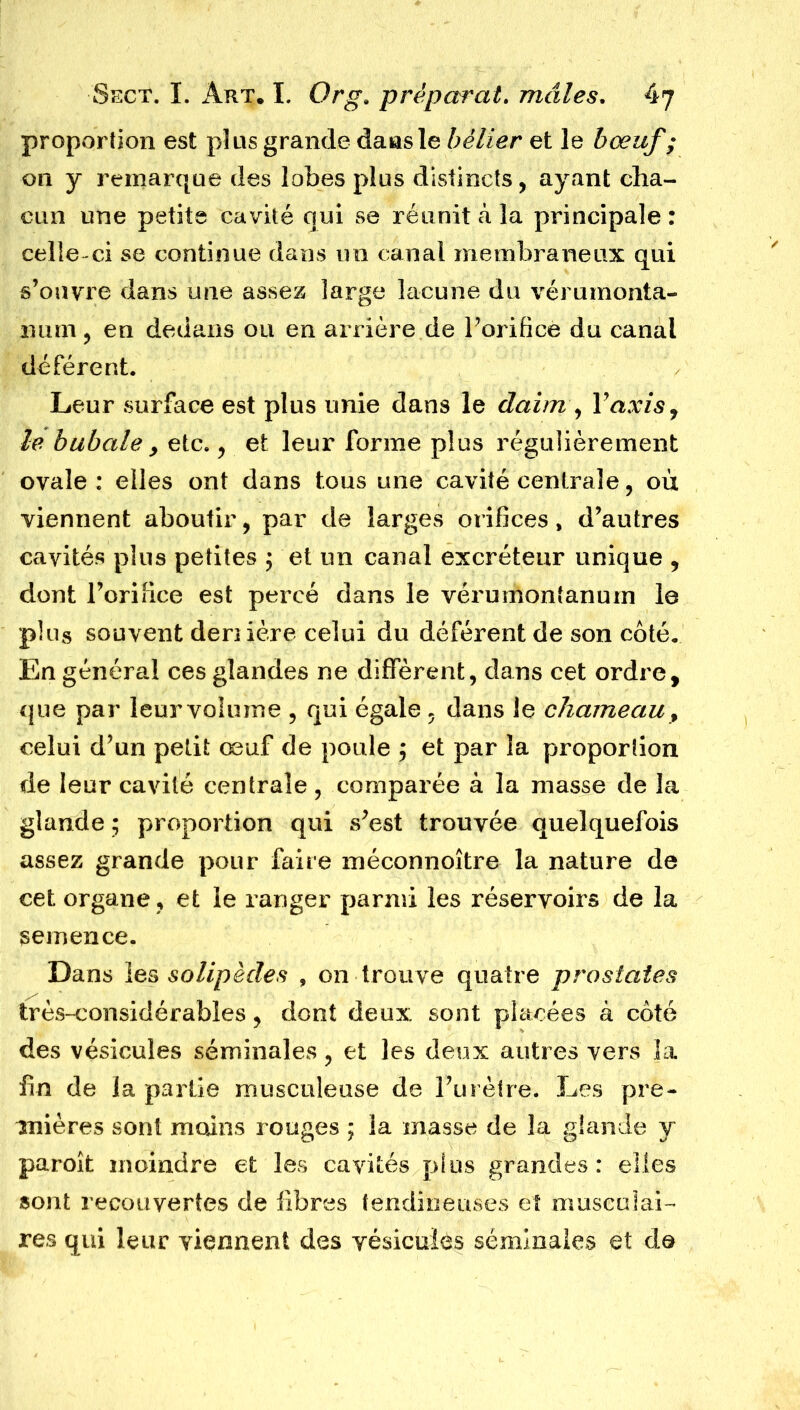 proportion est plus grande dans le bélier et le bœuf ; on y remarque des lobes plus distincts, ayant cha- cun une petite cavité qui se réunit à la principale : celle-ci se continue dans un canal membraneux qui s’ouvre dans une assez large lacune du vérumonta- 11 um, en dedans ou en arrière de l’orifice du canal déférent. Leur surface est plus unie dans le daim , Yaxis 7 le bubale y etc., et leur forme plus régulièrement ovale : elles ont dans tous une cavité centrale, où viennent aboutir, par de larges orifices, d’autres cavités plus petites j et un canal excréteur unique , dont l’orifice est percé dans le vérumontanum le plus souvent deriière celui du déférent de son côté. En général ces glandes ne diffèrent, dans cet ordre, que par leur volume , qui égale , dans le chameau y celui d’un petit œuf de poule ; et par la proportion de leur cavité centrale, comparée à la masse de la glande ; proportion qui s’est trouvée quelquefois assez grande pour faite méconnoître la nature de cet organe, et le ranger parmi les réservoirs de la semence. Dans les solipèdes , on trouve quatre prostates très-considérables, dont deux sont placées à côté des vésicules séminales, et les deux autres vers la fin de la partie musculeuse de l’urètre. Les pre- mières sont moins rouges ; la masse de la glande y paroît moindre et les cavités plus grandes: elles «ont recouvertes de libres tendineuses et musculai- res qui leur viennent des vésicules séminales et de