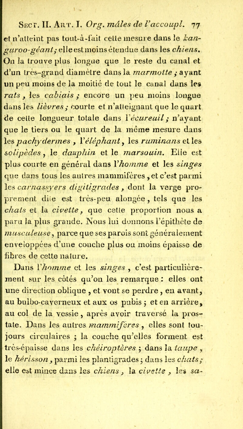 et n’atteint pas tout-à-fait ceLte mesure dans le Jean- guroo-géant; elle est moins étendue dans les chiens. On la trouve plus longue que le reste du canal et d’un très-grand diamètre dans la marmotte ; ayant un peu moins de la moitié de tout le canal dans les rats y les cabiais ; encôre un peu moins longue dans les lièvres ; courte et n’atteignant que le quart de celte longueur totale dans Yécureuil ; n’ayant que le tiers ou le quart de la même mesure dans les pachydermes y Yéléphant, les rimiinans et les solipèdes, le dauphin et le marsouin. Elle est plus courte en général dans Y homme et les singes que dans tous les autres mammifères ,et c’est parmi les carnassyers digitigrades y dont la verge pro- prement dite est très-peu alongée , tels que les chats et la civette y que celle proportion nous a paru îa plus grande. Nous lui donnons l’épithète de musculeuse ? parce que ses parois sont généralement enveloppées d’une couche plus ou moins épaisse de libres de cette nature. Dans Y homme et les singes , c’est particulière* ment sur les côtés qu’on les remarque : elles ont une direction oblique , et vont se perdre , en avant, au bulbo-caverneux et aux os pubis ; et en arrière > au col de la vessie , après avoir traversé la pros- tate. Dans les autres mammifères-, elles sont tou- jours cii culaires ; la couche qu’elles forment est très-épaisse dans les chéiroptères ; dans la taupe ? le hérisson y parmi les plantigrades 5 dans les chats; elle est mince dans les chiens y la civette y les sa-