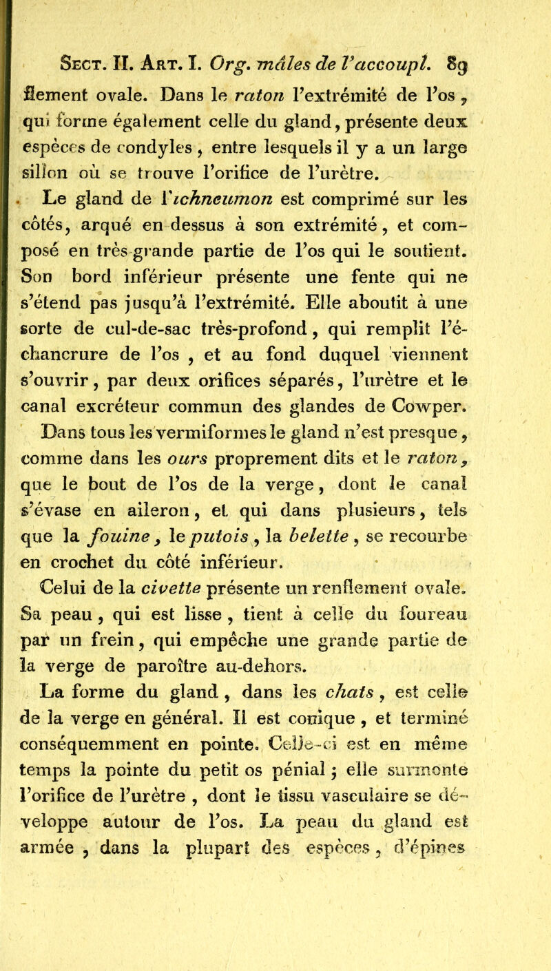 fiement ovale. Dans le raton l’extrémité de l’os , qui forme également celle du gland, présente deux espèces de condyles , entre lesquels il y a un large sillon où se trouve l’orifice de l’urètre. Le gland de Vichneumon est comprimé sur les côtés, arqué en dessus à son extrémité, et com- posé en très grande partie de l’os qui le soutient. Son bord inférieur présente une fente qui ne s’étend pas jusqu’à l’extrémité. Elle aboutit à une sorte de cul-de-sac très-profond, qui remplit l’é- chancrure de l’os , et au fond duquel viennent s’ouvrir, par deux orifices séparés, l’urètre et le canal excréteur commun des glandes de Cowper. Dans tous les vermiformesle gland n’est presque, comme dans les ours proprement dits et le raton, que le bout de l’os de la verge, dont le canal s’évase en aileron, et qui dans plusieurs, tels que la fouine > le putois , la belette , se recourbe en crochet du côté inférieur. Celui de la civette présente un renflement ovale. Sa peau , qui est lisse , tient à celle du foureau par un frein, qui empêche une grande partie de la verge de paroître au-dehors. La forme du gland , dans les chats , est celle de la verge en général. Il est conique , et terminé conséquemment en pointe. Celle-ci est en même temps la pointe du petit os péniaî ; elle surmonte l’orifice de l’urètre , dont le tissu vasculaire se dé- veloppe autour de l’os. La peau du gland est armée , dans la plupart des espèces, d’épines