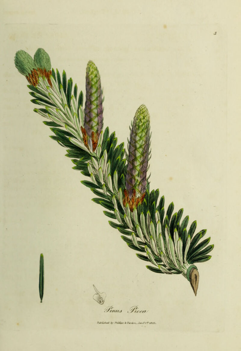 .'A '//////.) . / fr / ’s AtbUjivcd krr rhU&p, X- Fmrdfx, Jan.? 1 **1805.