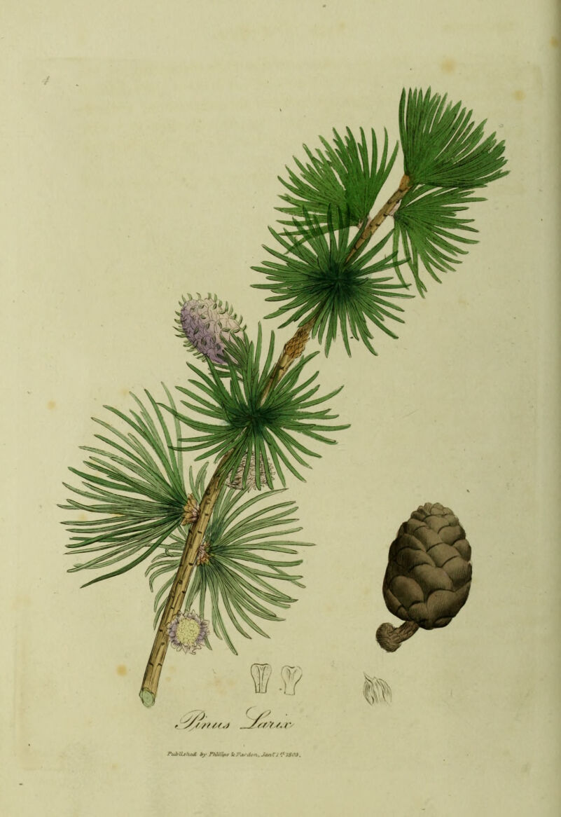 Published by Phillips tc Par den.. JanZ J 1803.