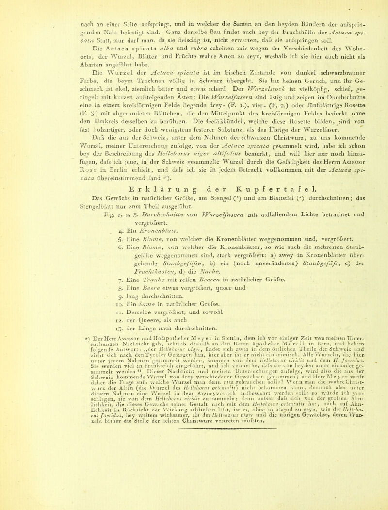 nach an einer Seite aufspringt, und in welcher die Samen an den beyden Rändern der aufsprin- genden Naht befestigt sind. Ganz derselbe Bau findet auch bey der Fruchthülle der Actaea spi- cata Statt, nur darf man, da sie fleischig ist, nicht erwarten, dafs sie aufspringen soll. Die Actaea spicata alba und rubra scheinen mir wegen der Verschiedenheit des Wohn- orts, der Wurzel, Blätter und Früchte wahre Arten zu seyn, weshalb ich sie hier auch nicht als Abarten angeführt habe. Die Wurzel der Actaea spicata ist im frischen Zustande von dunkel schwarzbrauner Farbe, die beym Trocknen völlig in Schwarz übergeht. Sie hat keinen Geruch, und ihr Ge- schmack ist ekel, ziemlich bitter und etwas scharf. Der INurzelstoch ist vielköpfig, schief, ge- ringelt mit kurzen aufsteigenden Asten: Die VKurzelfasern sind ästig und zeigen im Durchschnitte eine in einem kreisförmigen Felde liegende drey- (F. I.), vier- (F, 2.) oder fünfblättrige R.osette (F. 3.) mit abgerundeten Blättchen, die den Mittelpunkt des kreisförmigen Feldes bedeckt ohne den Umkreis desselben zu berühren. Die Gefäfsbündel, welche diese Rosette bilden, sind von fast 1 olzartiger, oder doch wenigstens festerer Substanz, als das Übrige der Wurzelfaser. Dafs die aus der Schweiz, unter dem Nahmen der schwarzen Christwurz, zu uns kommende Wurzel, meiner Untersuchung zufolge, von der Actaea spicata gesammelt wird, habe ich schon bey der Beschreibung des Helleborus niger ahifolius bemerkt, und will hier nur noch hinzu- fügen, dafs ich jene, in der Schweiz gesammelte Wurzel durch die Gefälligkeit des Herrn Assessor Rose in Berlin erhielt, und dafs ich sie in jedem Betracht vollkommen mit der Actaea spi- cata übereinstimmend fand *). Erklärung der Kupfertafel. Das Gewächs in natürlicher Gröfse, am Stengel (*) und am Blattstiel (*) durchschnitten; das Stengelblatt nur znm Theil ausgeführt. Fig. 1, 2, 3* Durchschnitte, von JKurzelfasern mit auffallendem Lichte betrachtet und vergröfsert. 4. Ein Kronenblatt. 5- Eine Blume, von welcher die Kronenblätter weggenommen sind, vergröfsert. 6, Eine Blume, von welcher die Kronenblätter, so wie auch die mehresten Staub- gefäfse weggenommen sind, stark vergröfsert: a) zvvey in Kronenblätter über- gehende Staubgefäfse, b) ein (noch unverändertes) Staubgefäfs, c) der Fruchtknoten, d) die Narbe. 7. Eine Traube mit reifen Beeren in natürlicher Gröfse. g. Eine Beere etwas vergröfsert, queer und 9. lang durchschnitten. 10. Ein Same in natürlicher Gröfse. 11. Derselbe vergröfsert, und sowohl 12. der Queere, als auch 13. der Länge nach durchschnitten. DerHerr Assessor und Ilofapotheker M ey e r in Stettin, dem ich vor einiger Zeit von meinen Unter- suchungen Nachricht gab, schrieb deshalb an den Herrn Apotheker Morel! in Bern, und bekam folgende Antwort: ,,der Helleborus niger, findet .sich zwar in dein östlichen Theile der Schweiz und zieht sich nach deaTyrolet Gebirgen hin, liier aber ist er nicht einheimisch. Alle Wurzeln, die liier unter jenem Nahmen gesammelt werden, kommen von dem Helleborus viridis und dem H. fo ridus. Sie werden viel in Frankreich eingeführt, und ich vermulhe, dafs sie von beyden unter einander ge- sammelt werden “ Dieser Nachricht und meinen Untersuchungen zufolge, wird also die aus Cer Schweiz kommende Wurzel von drey verschiedenen Gewachsen genommen; und Herr Me y er wirft daher die Frage auf: welche Wurzel man denn nun gebrauchen solle? Wenn man die wahre Chris t- wurz der Alten (die Wurzel des H-Uaborus orientalis) nicht bekommen kann, dennoch aber unter diesem Nahmen eine Wurzel in dem Arzneyvorrath aufbewahrt werden • oll: so würde ich Vor- schlägen, sie von dem Helleborus viridis zu sammeln; denn aufser dafs sich von dev grofsen Ähn- lichkeit, die dieses Gewächs seiner Gestalt nach mit dem Helleboius orientalis har, auch auf Ähn- lichkeit in Rücksicht der Wirkung schliefsen läfst, ist e3, ohne so ätzend zu seyn, wie der Helhbo- rus foeiidus, bey weitem wirksamer, als dev Helleborus niger und die übrigen Gewaclrse, deren Wur- zeln bisher die Stelle der achten Christwurz vertreten nuifsten.