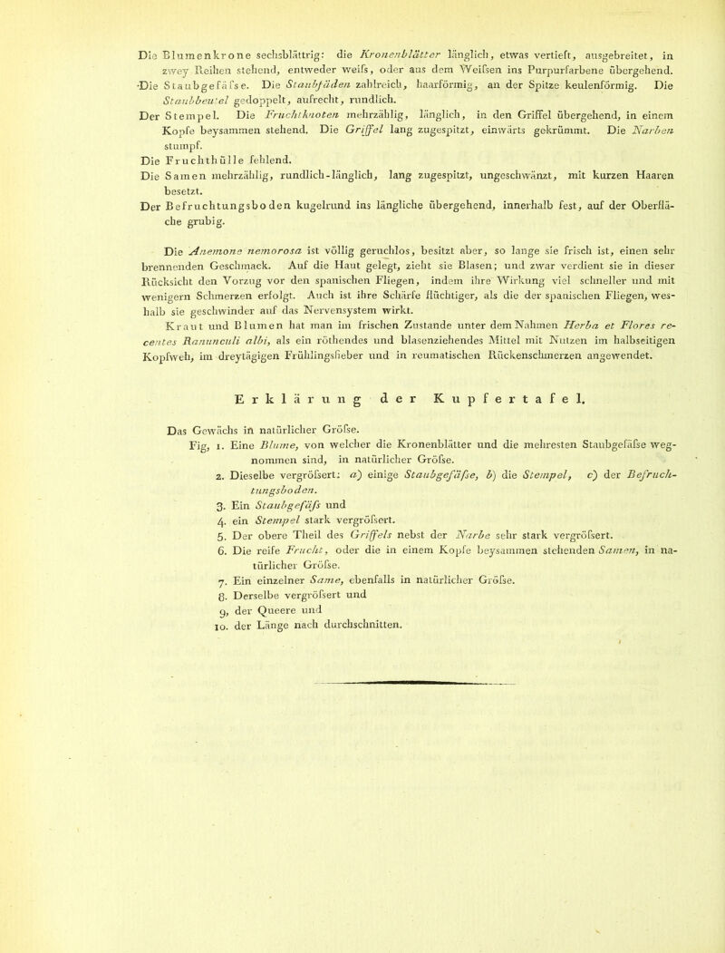 Die Blumenkrone sechsblättrig: die Kronenblätter länglich, etwas vertieft, ausgebreitet, in zwey Reihen stehend, entweder weifs, oder aas dem Weifsen ins Purpurfarbene übergehend. •Die Siaubgefäfse. Die Staubfäden zahlreich, haarförmig, an der Spitze keulenförmig. Die Staubbeutel gedoppelt, aufrecht, rundlich. Der Stempel. Die Frucht knoten mehrzählig, länglich, in den Griffel übergehend, in einem Kopfe beysammen stehend. Die Griffel lang zugespitzt, einwärts gekrümmt. Die Narben stumpf. Die Fruchthülle fehlend. Die Samen mehrzählig, rundlich-länglich, lang zugespitzt, ungeschwänzt, mit kurzen Haaren besetzt. Der Befruchtungsboden kugelrund ins längliche übergehend, innerhalb fest, auf der Oberflä- che grubig. Die Anemone nemorosa ist völlig geruchlos, besitzt aber, so lange sie frisch ist, einen sein- brennenden Geschmack. Auf die Haut gelegt, zieht sie Blasen; und zwar verdient sie in dieser Rücksicht den Vorzug vor den spanischen Fliegen, indem ihre Wirkung viel schneller und mit wenigem Schmerzen erfolgt. Auch ist ihre Schärfe flüchtiger, als die der spanischen Fliegen, wes- halb sie geschwinder auf das Nervensystem wirkt. Kraut und Blumen hat man im frischen Zustande unter dem Nahmen Herba et Flores re- centes Ranmiculi albi, als ein röthendes und blasenziehendes Mittel mit Nutzen im halbseitigen Kopfweh, im dreytägigen Frühlingsfieber und in reumatischen Rückenschmerzen angewendet. Erklärung der Kupfertafel. Das Gewächs in natürlicher Gröfse. Fig, i. Eine Blume, von welcher die Kronenblätter und die mehresten Staubgefäße weg- nommen sind, in natürlicher Gröfse. 2. Dieselbe vergröfsert; a) einige Staubgefäfse, b) die Stempel, c) der Befruch- tungsboden. 3. Ein Staubgefäfs und 4. ein Stempel stark vergröfsert. 5. Der obere Theil des Griffels nebst der Narbe sehr stark vergröfsert. 6. Die reife Frucht, oder die in einem Kopfe beysammen stellenden Samen, in na- türlicher Gröfse. 7. Ein einzelner Same, ebenfalls in natürlicher Gröfse. g. Derselbe vergröfsert und g, der Queere und