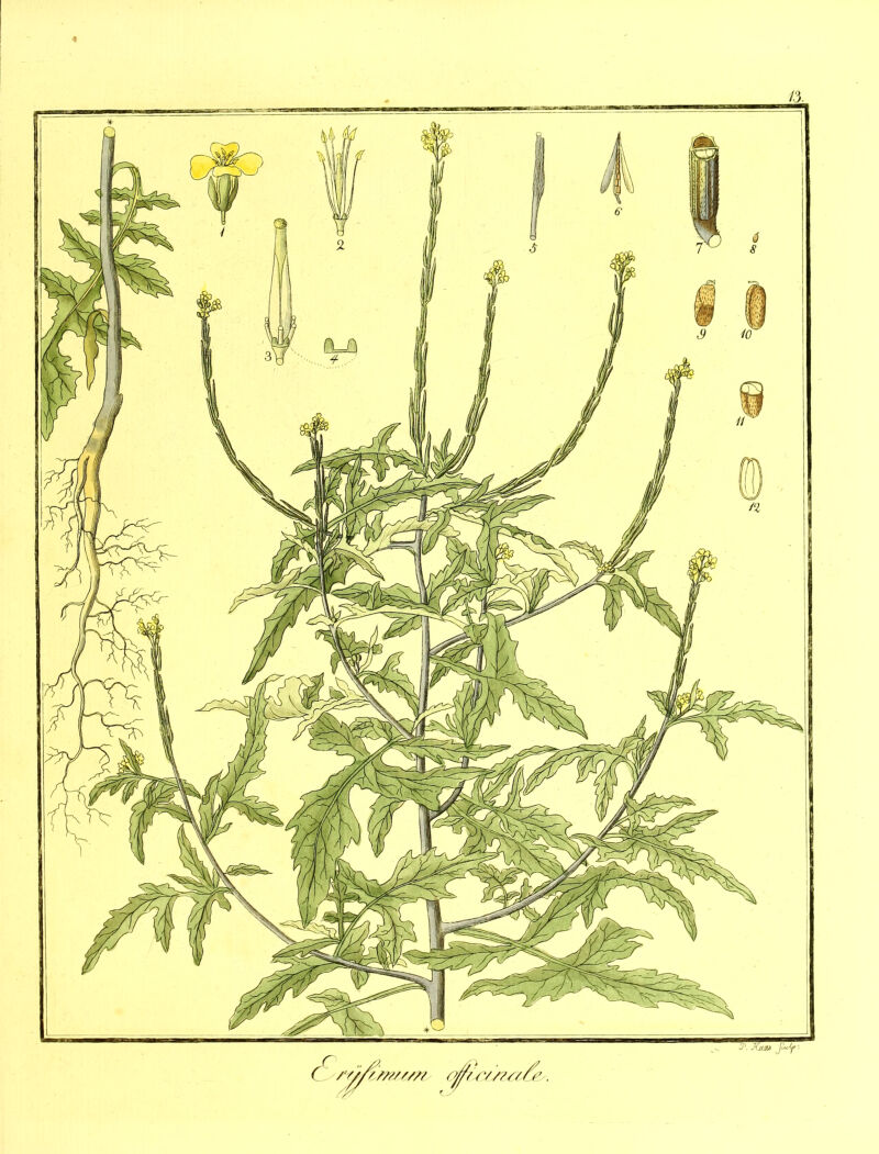 1 sttämuvi oj^rr//?a^.