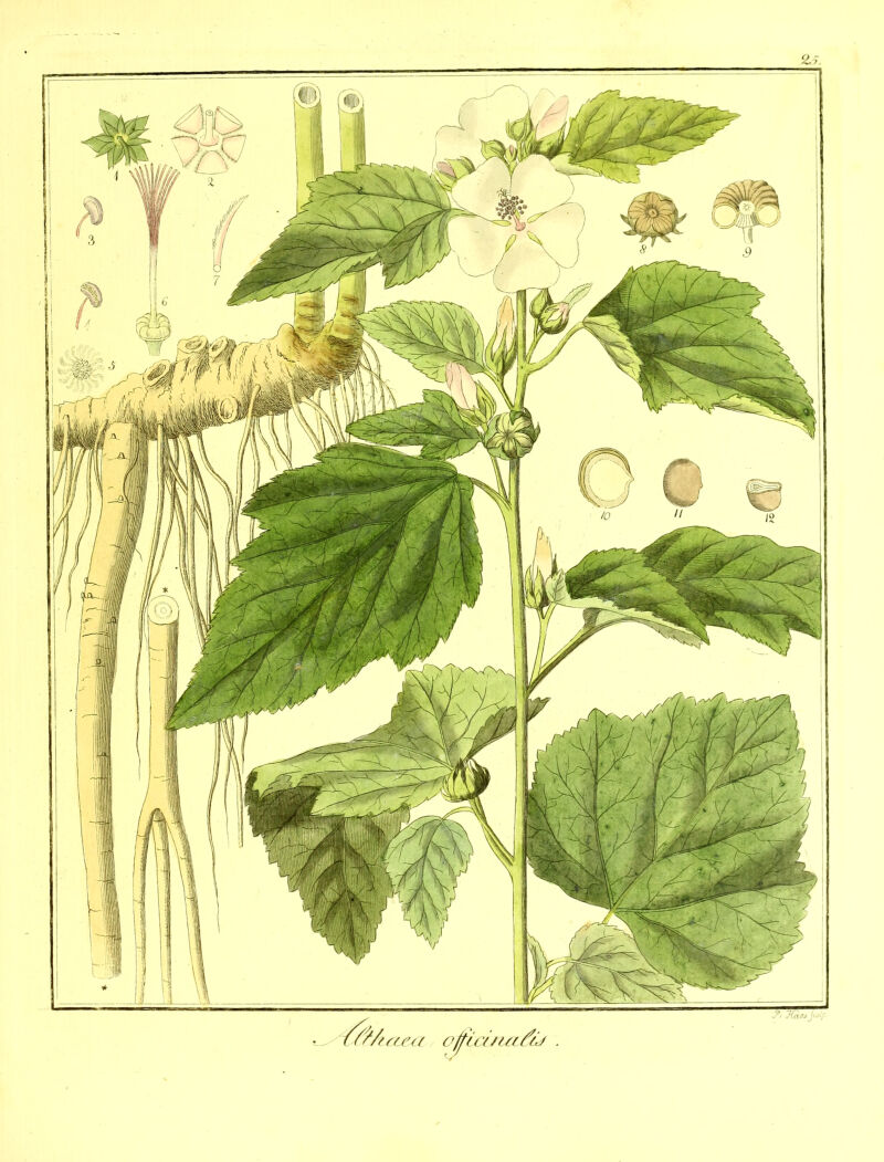 €&A 'tctea ojfia/ui^ü .