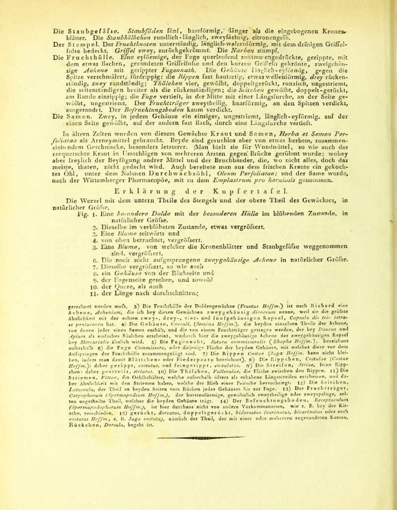 Die S t au bgef äfse. Staubfäden fünf, hnnrförmig,* 'länger als die eingebogenen Kronen- blätter. Die Slaubkolbchen rundlich-länglich, zweyfächrig, citronengelb. Der Stempel. Der Fruchtknoten unterständig, länglich-walzenförmig, mit dem drüsigen Griffcl- fnlse bedeckt. Grijjel zwey, zurückgekrümmt. Die Narben stumpf. Die Fruchthülle. Eine eyfönnige, der Fuge quertaufend zusrtrmrerigedrüekte, gerippte, mit dem etwas flachen, gerandeten GrifFelfufso und den kurzen Griffeln gekrönte, zweigchän- sige Achene mit gerippter Fugennath. Die Gehäuse länglich-eyförmig, gegen die Spitze verschmälert, iünfrippig: die Rippen, fast hautartig, etwas wellenförmig, drey rücken- ständig, zwey randständig; Thälchen vier, gewölbt, doppeltgerückt, runzlich, ungestriemt, die seitenstnndigen breiter als die rückenständigen; die Seitchen gewölbt, doppelt-gerückt, am Rande einrippig; die Fuge vertieft, in der Mitte mit einer Längsfurche, an der Seite ge- wölbt, ungestriemt. Der Fruchtträger zweytheilig, haarförmig, an den Spitzen verdickt, ausgerandet. Der Befruchtungsboden kaum verdickt. Die Samen. Zwey, in jedem Gehäuse ein einziger, ungestriemt, länglich-eyförmig, auf der einen Seite gewölbt, auf der andern fast flach, durch eine Längsfurche vertieft. In altern Zeiten wurden von diesem Gewächse Kraut und Samen, Herba et Semen Per- fohatae als Arzneymittel gebraucht. Beyde sind geiuchlos aber von etwas herbem, zusammen- ziehendem Geschmacke, besonders letzterer. tMan hielt sie für Wundmittel, so wie auch das zerquetschte Kraut in Umschlägen von mehreren Ärzten gegen'Brüche gerühmt wurde; wobey aber freylich der Beyfügung andrer Mittel und der Bruchbänder, die, wo nicht alles, doch das meiste, thaten, nicht gedacht wird. Auch bereitete man aus dem frischen Kraute ein gekoch- tes Öhl, unter dem Nahmen D u r c h w a c h s ö h 1, Oleum Perfoliatae; und der Same wurde, nach der Wirtemberger Pharmacopöe, mit zu dem Emplastrum pro herniosis genommen. Erklärung der Kupfcrtafel. Die Wurzel mit dem untern Thule des Stengels und der obere Theil des Gewächses, in natürlicher Gröfse. Fig. L Eine befandere Dolde mit der besonderen Hülle im blühenden Zustande, in natürlicher Gröfse. 2. Dieselbe im verblüheten Zustande, etwas vergröfsert. 3. Eine Blume seitwärts und 4. von oben betrachtet, vergröfsert. 3. Eine Blume, von welcher die Kronenblätter und Staubgefäfse weggenommen sind, vergröfsert. fi. Die nocii nicht aufgesprungene zweygehäuslge Acliene in natürlicher Gröfse. 7. Dieselbe vergröfsert, so wie auch g. ein Gehäuse von der Rückseite und 9. der Fugenseile gesehen, und sowohl 10. der Quere, als auch 11. der Länge nach durchschnitten.; gerechnet werden muTs. 3} Die Fruchthülle der Doldengewächse (Fruetus Hoffm.') ist nach Richard eine Achene, ytchenium, die ich bey diesen Gewachsen zweygehäusig dicoccum nenne, weil sie die gröfste Ähnlichkeit mit der echten zwey-, drey-, vier- und f ü n fgeh aus i g e 11 Kapsel, Capsula di- tri- tetra- et peruacocca hat. 4) Die Gehäuse, Cocculi, (Semina Hoffm)), die beyden einzelnen Theile der Acliene, von denen jeder einen Samen enthält, und die von einem Frucbtträger getragen werden, der bey Daucus und ytpiurn als einfaches Siiulchen erscheint, wodurch hier die zweygehäuslge Achene der zweygehäusigen Kapsel bey Ulercurialis ähnlich wird. 5) Die Fugen naht, Sutura commissuralis QIdraphe Hoffm.), bezeichnet aufseihalb ß) die Fuge Commissurc, oder diejenige Fläche der beyden Gehäuse, mit welcher diese vor dem Aufspringen der Fruchthülle ziisammengefügt sind. 7) Die Rippen Costae (Jugu Hoffm. kann nicht blei- ben, indem man damit Blättchen- oder Fiederpaare bezeichnet), a) Die Rippchen, Costulae (Costae Hoffm.)'. daher gerippt, costatus, und feingerippt, costulalus. 0) Die Streifen, Striae, feine Ripp- chen: daher gestreift, striatus. 10) Die Thälchen, Valleculae, die Fläche zwischen den Rippen, ll) Die Striemen, Vittae, die Oehlbehälrer, welche aufserhalb öfters als erhabene Längsstreifen erscheinen, und da- her Ähnlichkeit mit den Striemen haben, welche der Hieb einer Feilsche liervorbringt. 12) Die Seitchen, Latuscula, der Theil an beyden Seiten vom Rücken jedes Gehäuses bis zur Fuge. 13) Der Fr u ch t t rä ge r, Carpophorum fSpermapodium lioffm.), der borstenförmige, gewöhnlich zweytheilige oder zweyspaltige, sel- ten ungeteilte Theil, welcher die beyden Gehäuse trägt. 14) Der Befruchtungsboden, Receptaculurn (Spermapodophurum Iloffm.J, ist hier durchaus nicht von andern Vorkommenarten, wie z. B. bey der Kir- sche, verschieden. 13) gerückt, dorsatus, d o p p ei t ge r ü c k t, bidorsatus (carinatus, bicarinatus oderauch costatus Hoffm., z. B. Juga costata), nämlich der Thail, der mit einer oder mehreren zugerundeten Kamen, Rückchen, Dorsula, begabt ist.