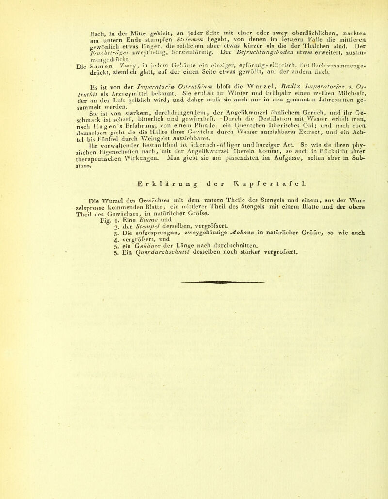 Hach, in der Mitte gekielt, an jeder Seite mit eint=r oder zwey oberflächlichen, nackten am untern Ende stumpfen Striemen begabt, von denen im letztem Falle die mittleren gewönlich etwas länger, die seiilichen aber etwas kürzer als die der Tbälchen sind. Der Fruchtträger zweytheilig, borstenfönnig. Der Befruchtungsboden etwas erweitert, zusani- mengedi ück t. Die Samen. Zwey, in jedem Gehäuse ein einziger, eyförmig-elliptisch, fast flach zusammenge- drückt, ziemlich glatt, auf der einen Seite etwas gewölbt, auf der andern flach. Es ist von der I-nperntorla Ostruthinm blofs die Wurzel, Radix Imperatoriae s. Os- truthii als Arzneymttel bekannt. Sie enthält im Winter und Frühjahr einen w<-ilseri Milchsaft, der an der Luft gelblich wird, und daher mufs sie auch nur in den genannten Jahreszeiten ge- sammelt werden. Sie ist von starkem, durchdringendem, der 'Angelikwurzel ähnlichem Geruch, und ihr Ge- schmack ist scharf, bitterlich und gewürzhaft. Durch die Destillation mit Wasser erhält man, nach Hagen’s Erfahrung, von einem Pfunde, ein Quentchen ätherisches Ohl; und nach eben demselben giebt sie die Hälfte ihres Gewichts durch Wasser ausziehbares Extract, und ein Ach- tel bis Fünftel durch Weingeist ausziehbares. Ihr vorwaltender Bestaudtheil ist ätherisch-öhliger und harziger Art. So wie sie ihren phy- sischen Eigenschaften nach, mit der Angelikwurzel überein kommt, so auch in Rücksicht ihrer therapeutischen Wirkungen. Man giebt sie am passendsten im Aufgusse, seiten aber in Sub- stanz. Erklärung der Kupfertafel. Die Wurzel des Gewächses mit dem untern Theile des Stengels und einem, aus der Wur- zelsprosse kommenden Blatte, ein mittlerer Theil des Stengels mit einem Blatte und der obere Theil des Gewächses, in natürlicher Gröfse. Fig. 1. Eine Blume und o. der Stempel derselben, vergröfsert. 3. Die aufgesprungne, zweygehäusige Acliene in natürlicher Gröfse, so wie auch 4. vergröfsert, und 5. ein Gehäuse der Länge nach durchschnitten.